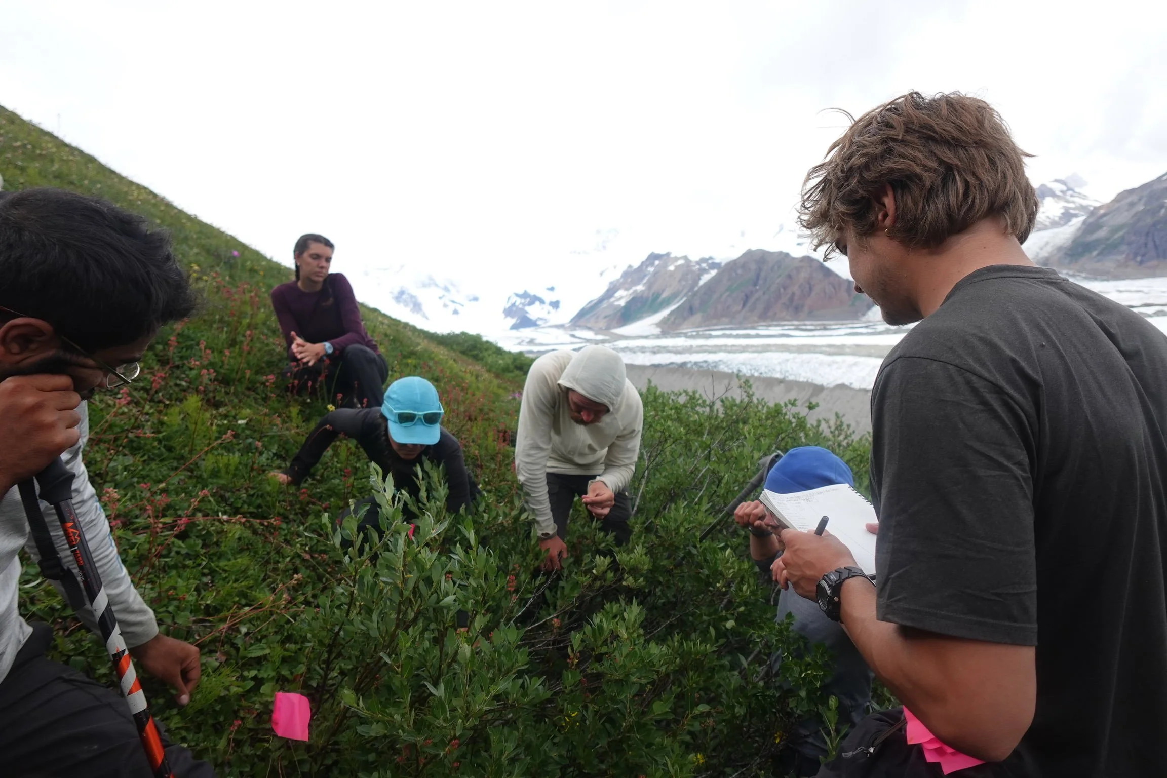Identifying plant and fungi species in plots set up at varying elevations