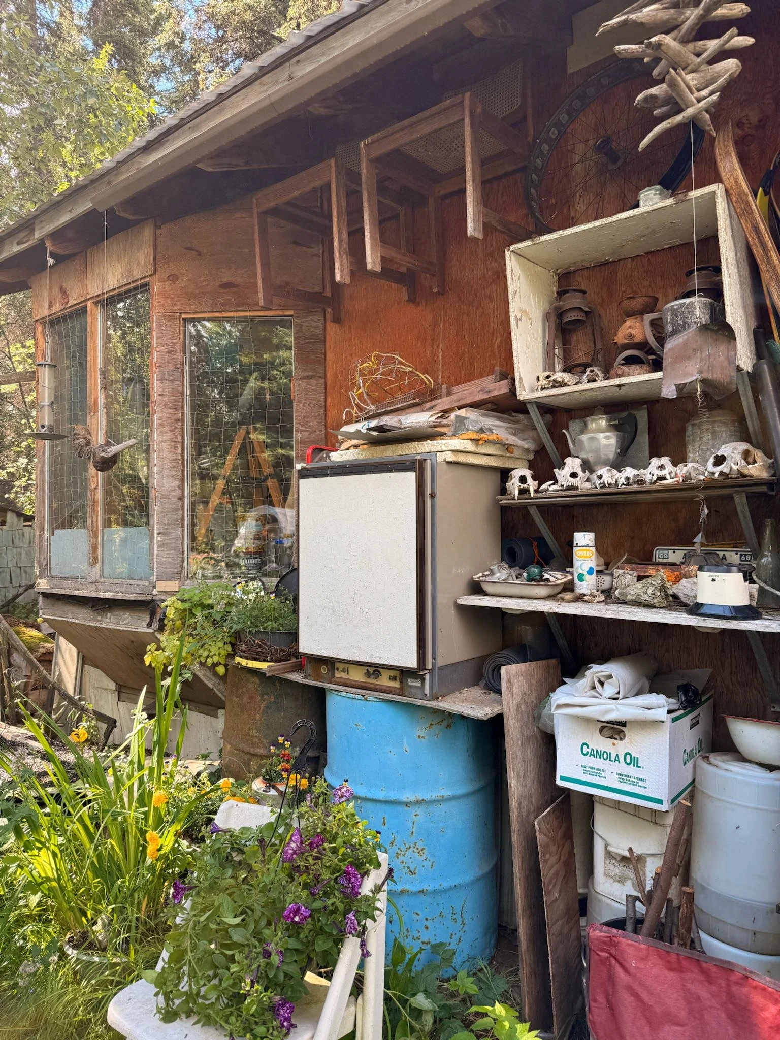 Outdoor wooden shed or workshop with cluttered shelves and various objects, including skull decorations, lanterns, and containers, surrounded by plants and flowers.