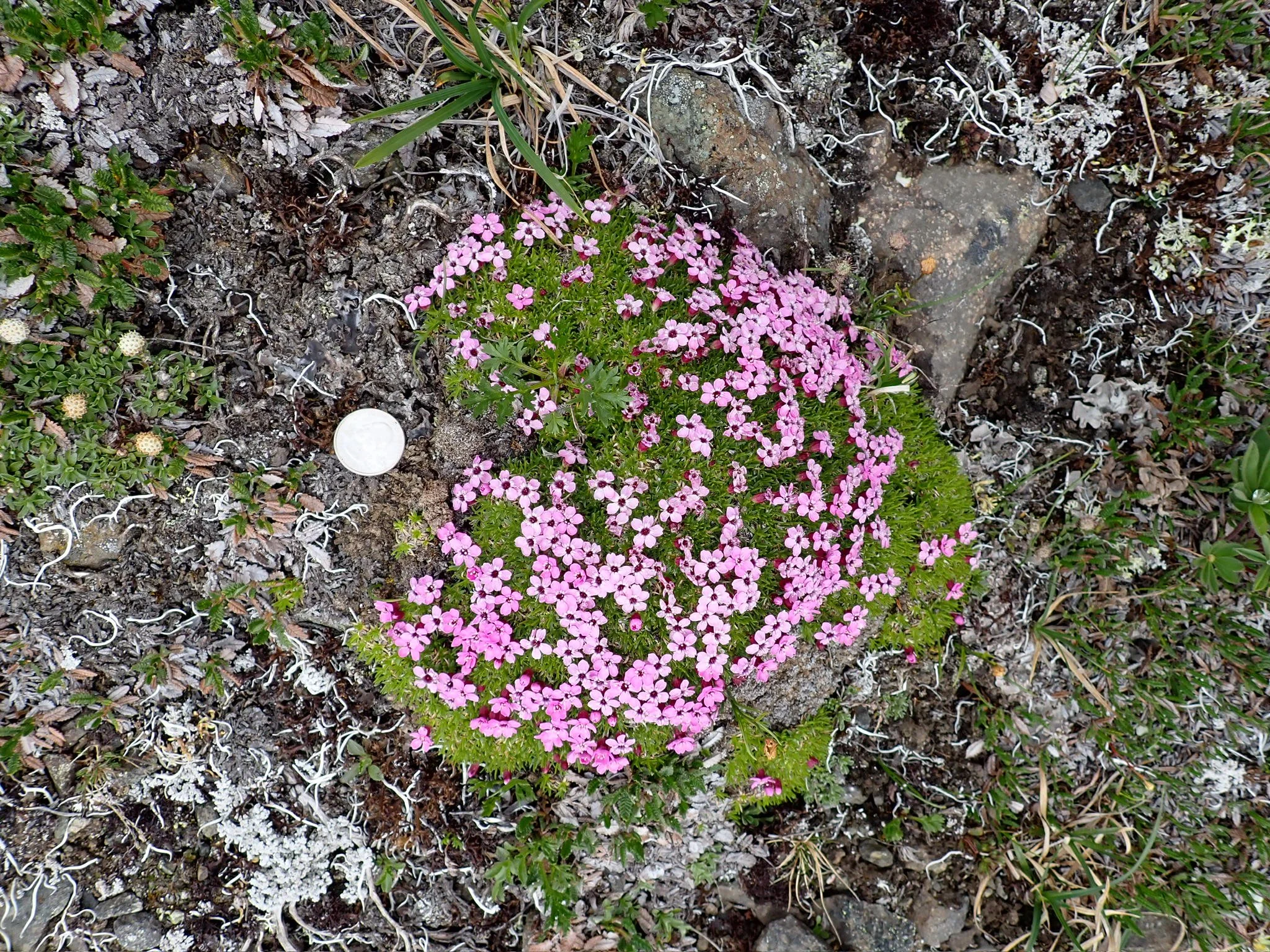 Pink flowering plant growing among rocks and dry soil, surrounded by small green and white plants.