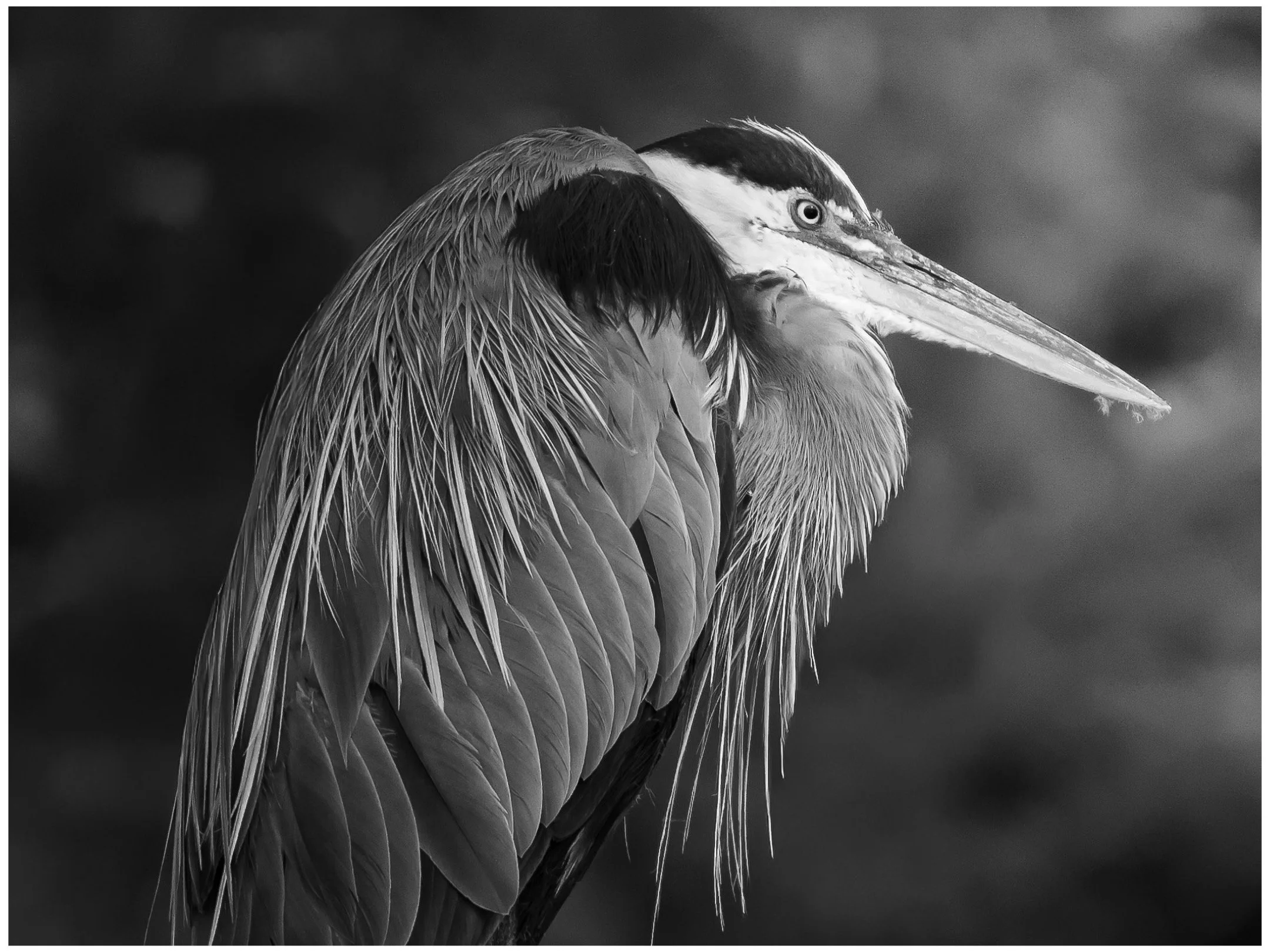 "Dawn Heron"
11x14
$50