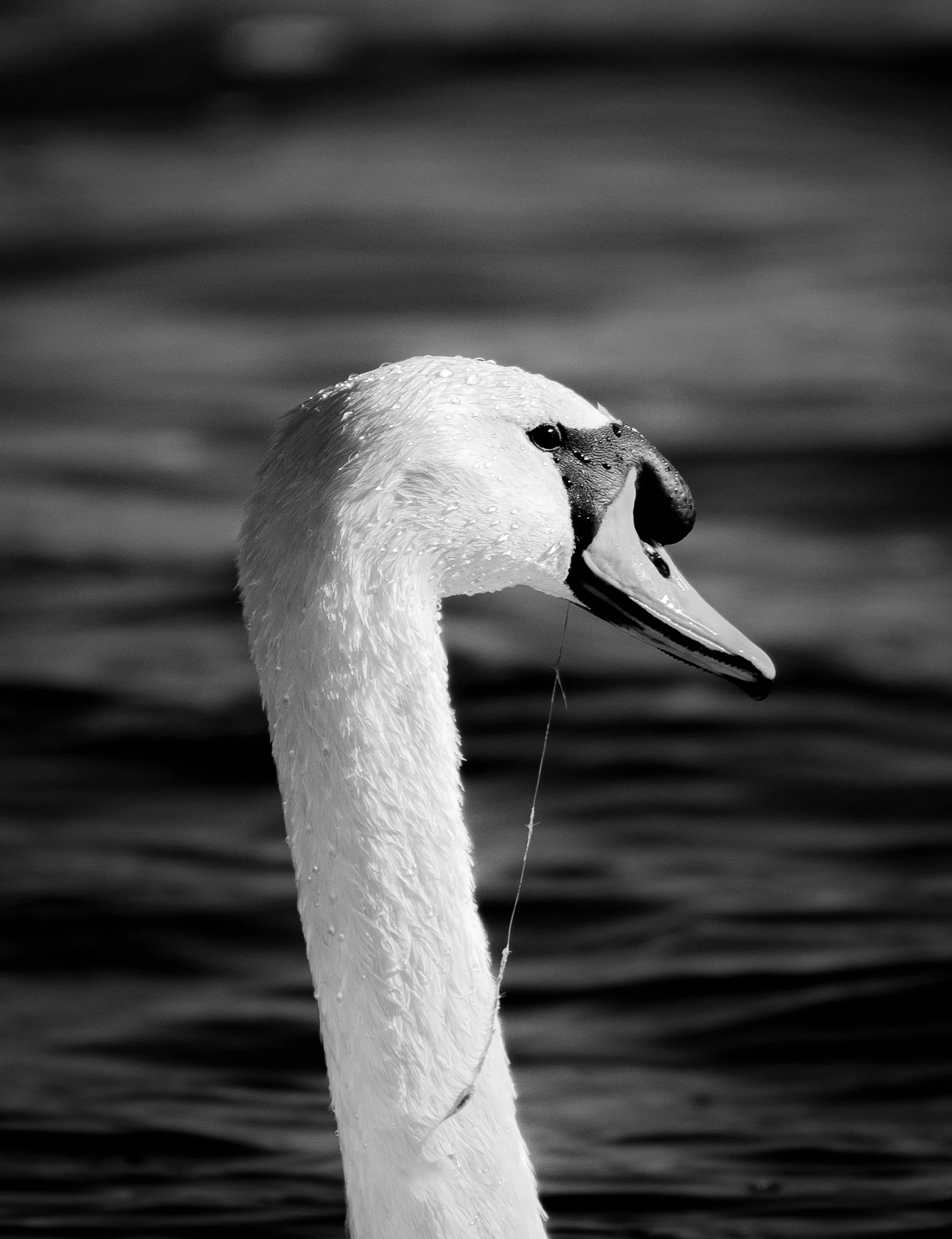Portrait of a Swan (2025)
