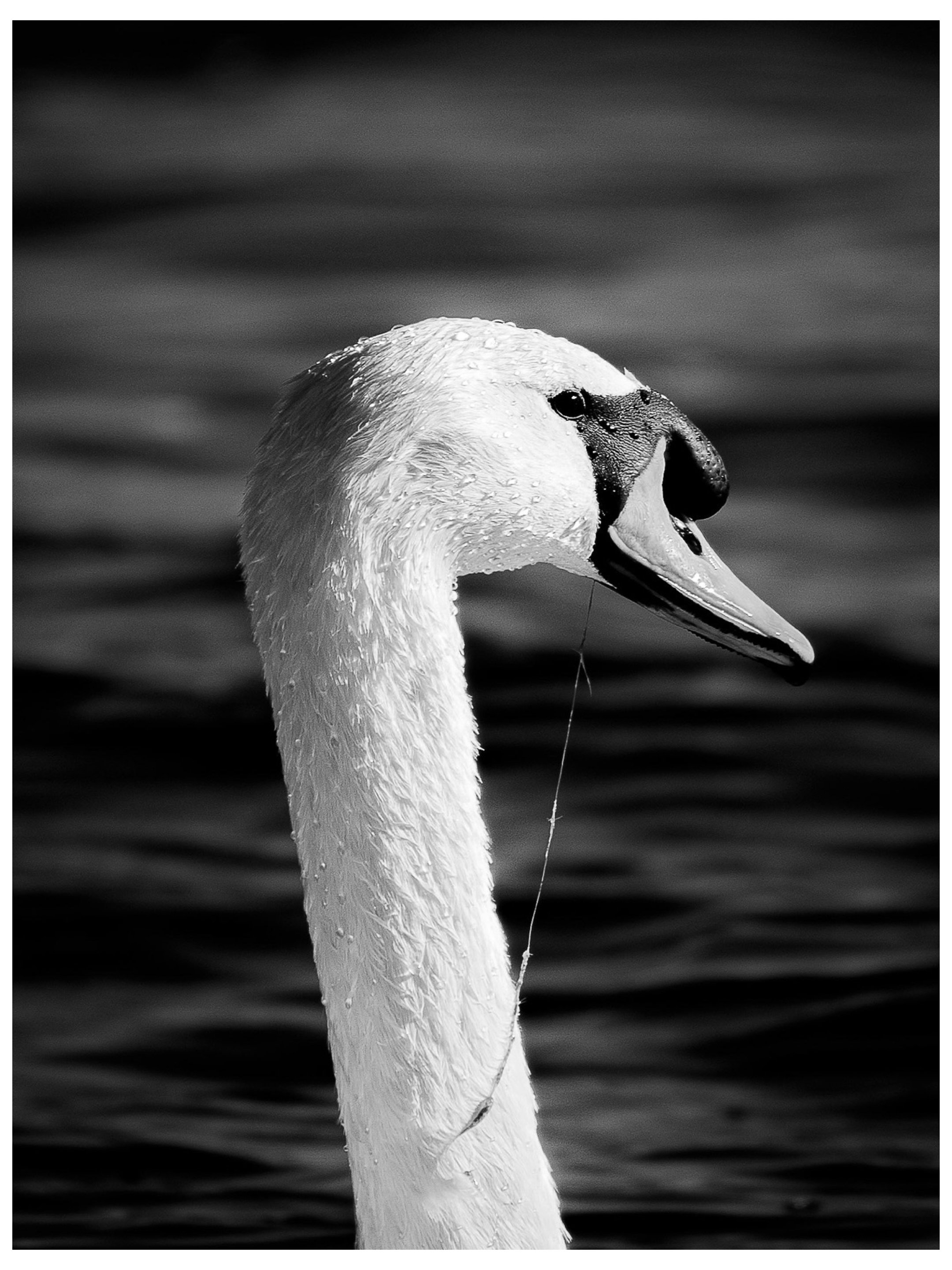 "Portrait of a Swan"
11x14
$50