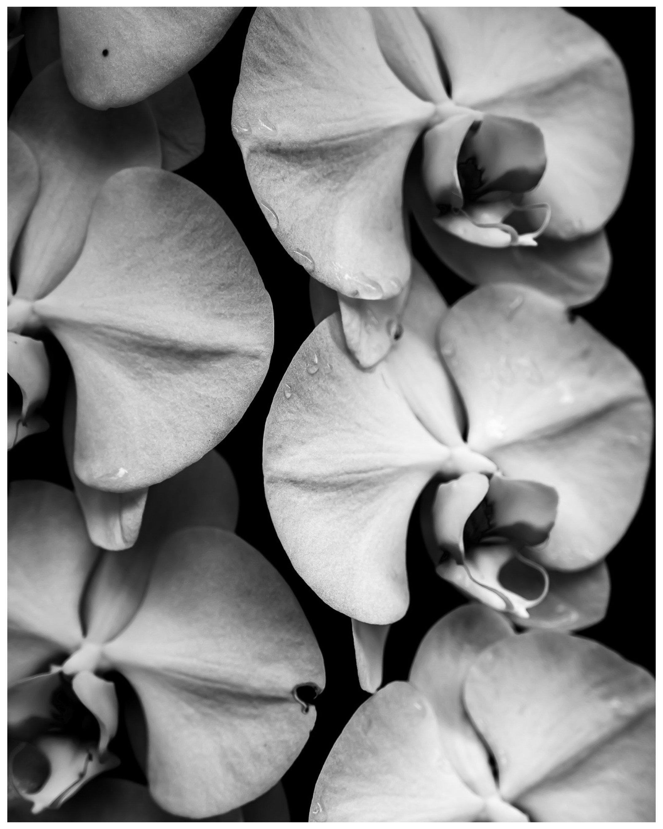 "Orchid Puzzle"
11x14
$50