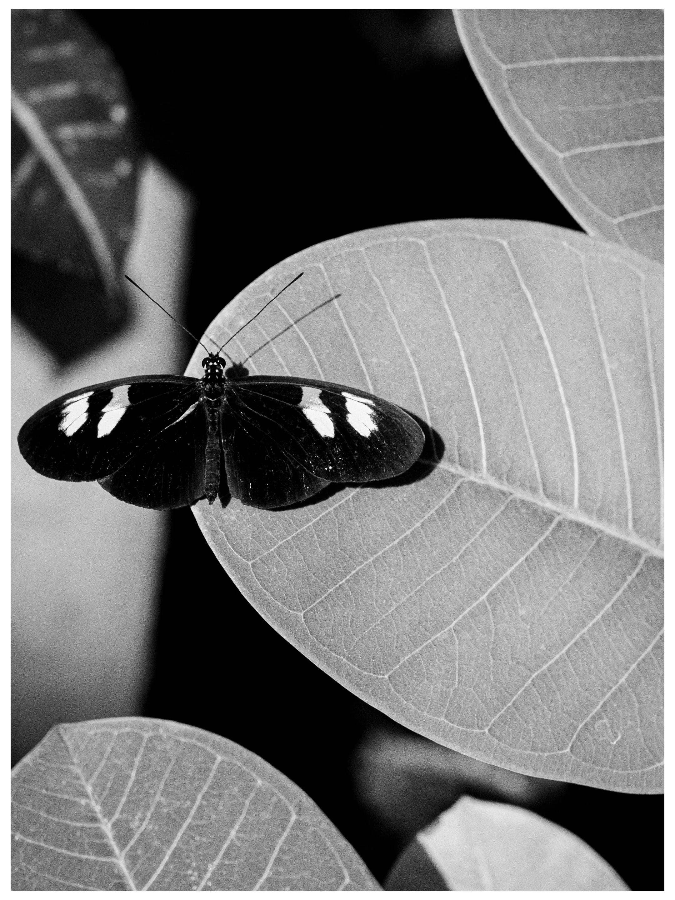 "Heliconius (The Mimic)"
11x14
$50