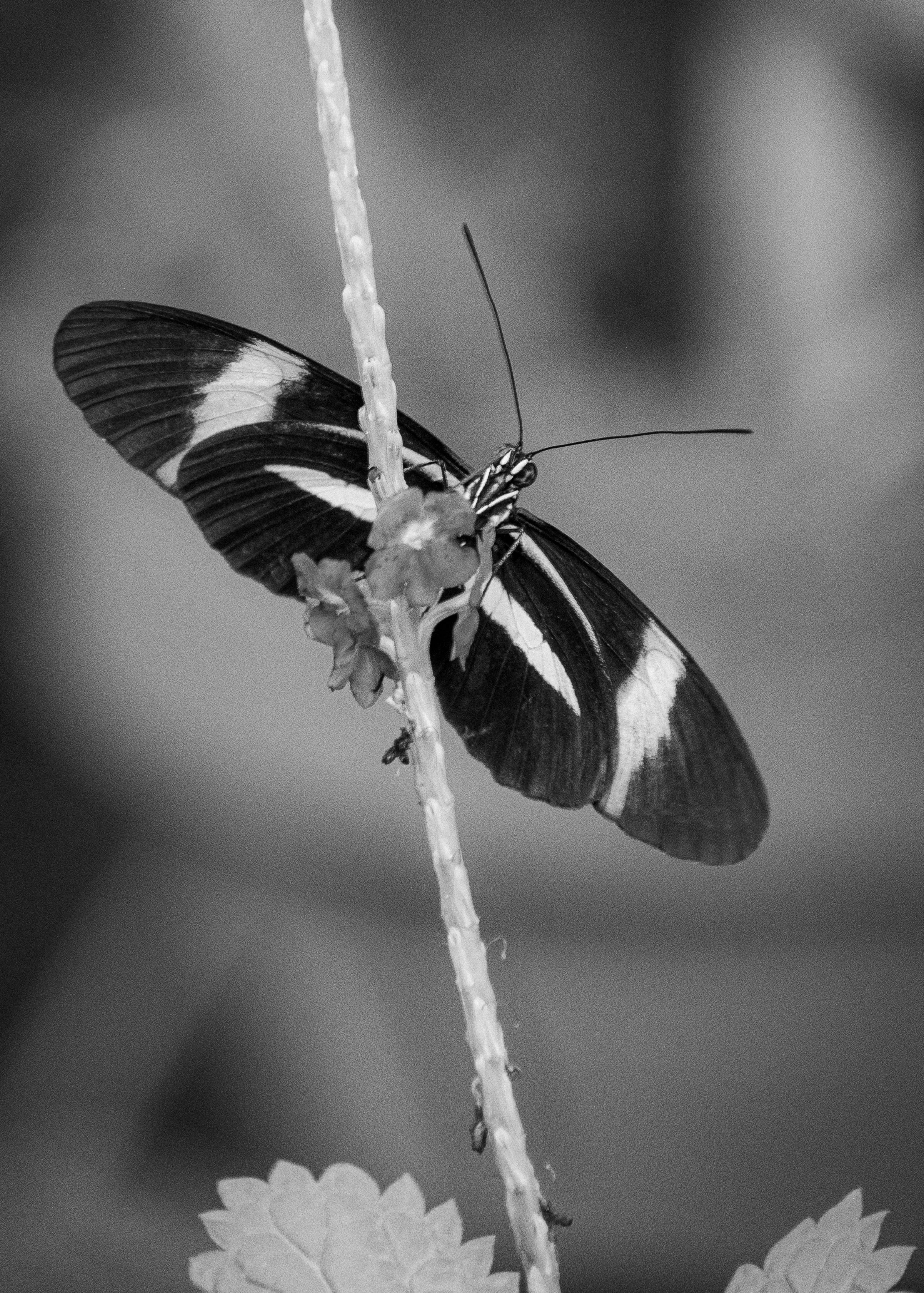 Frederik Meijer Gardens & Sculpture Park -  Butterfly Exhibit