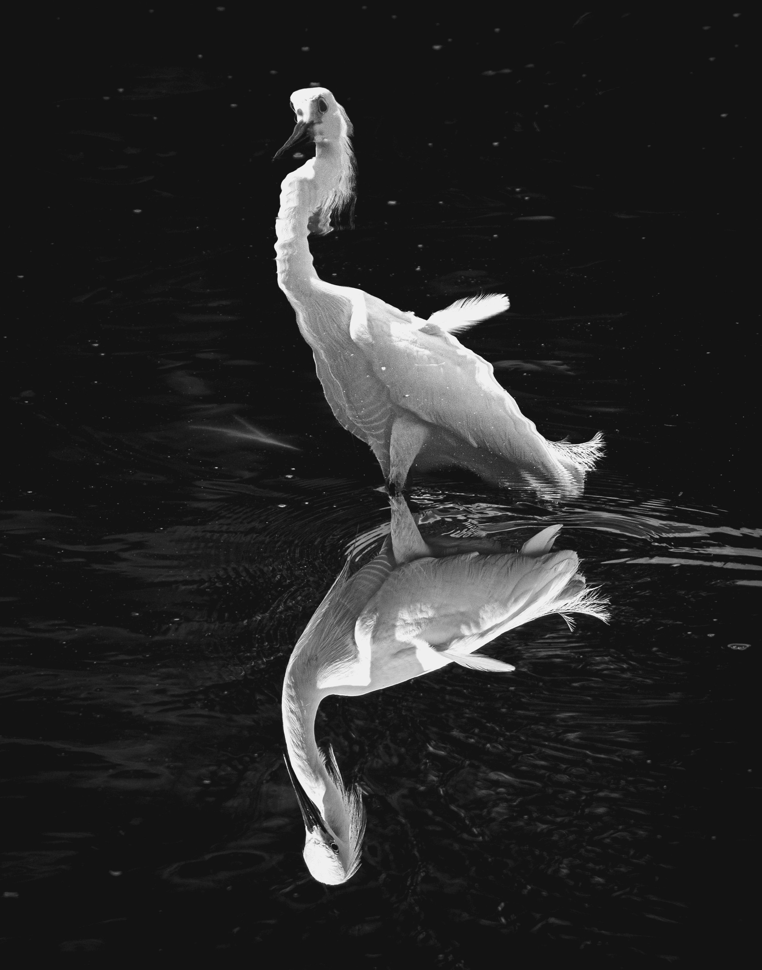 The Pool of Reflection No. 2 (2025)