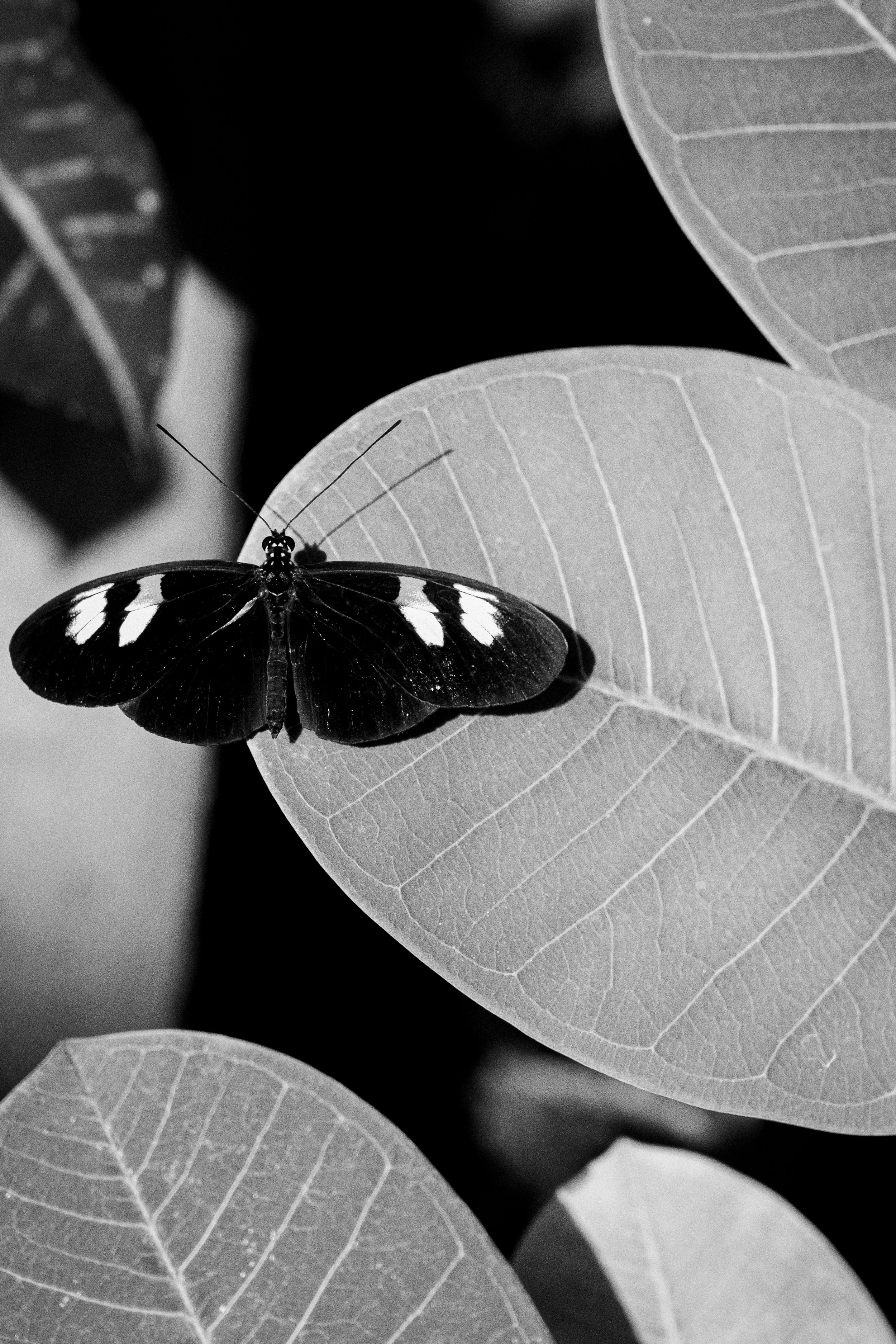Frederik Meijer Gardens & Sculpture Park -  Butterfly Exhibit