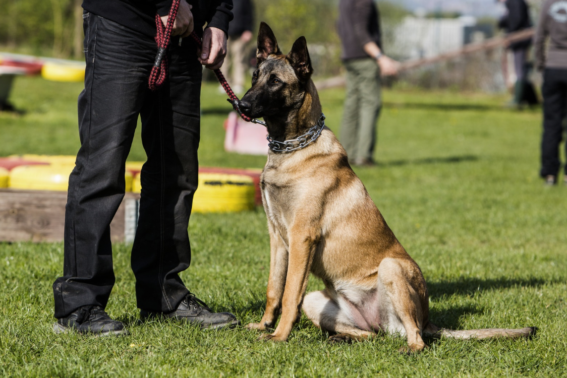 A Belgian Malinois police dog sitting on a grassy field, with a handler holding its leash, and other people and handlers with dogs visible in the background at an outdoor training or event.