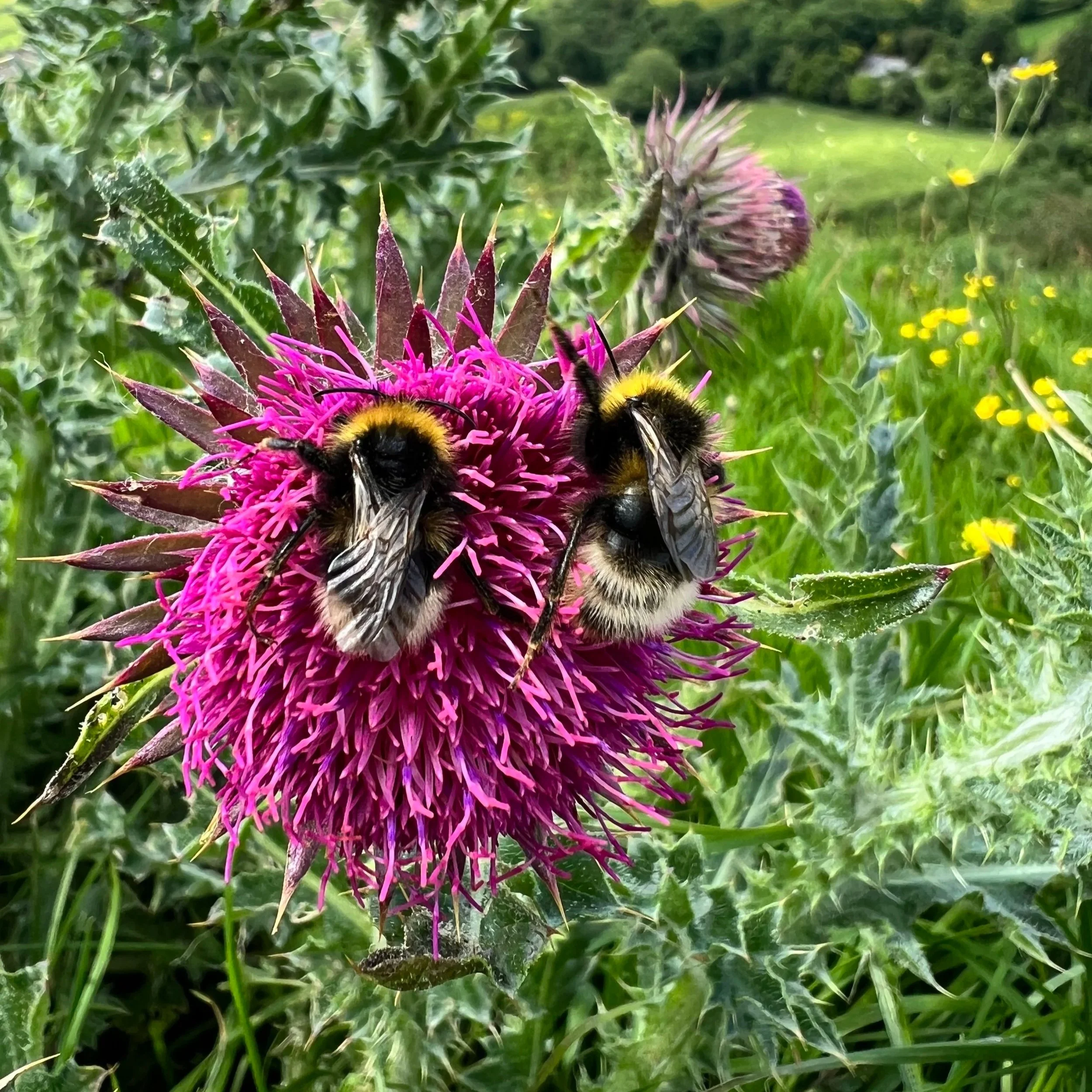 Dreaming Futures Beyond Whiteness: In-person Gathering