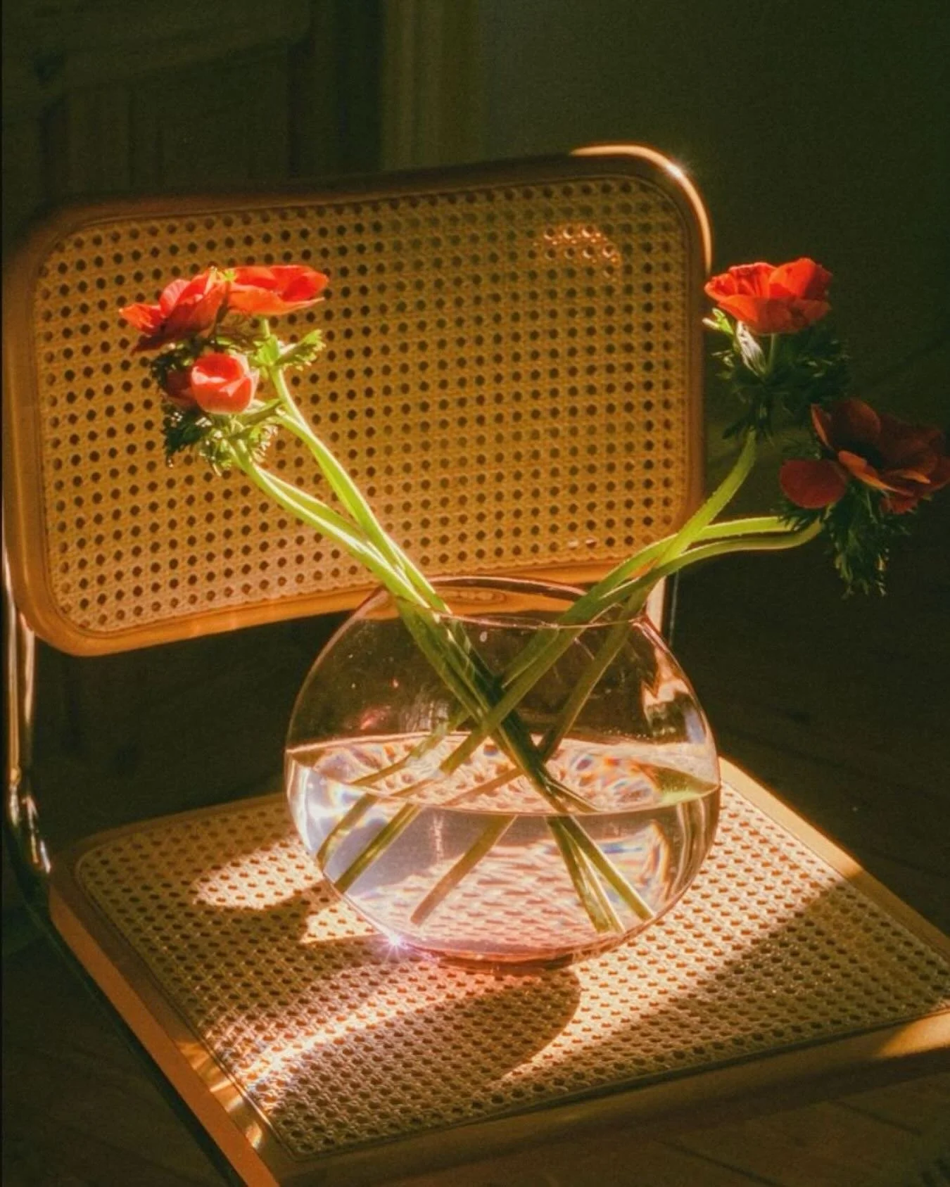 Study 005. #broncojacques