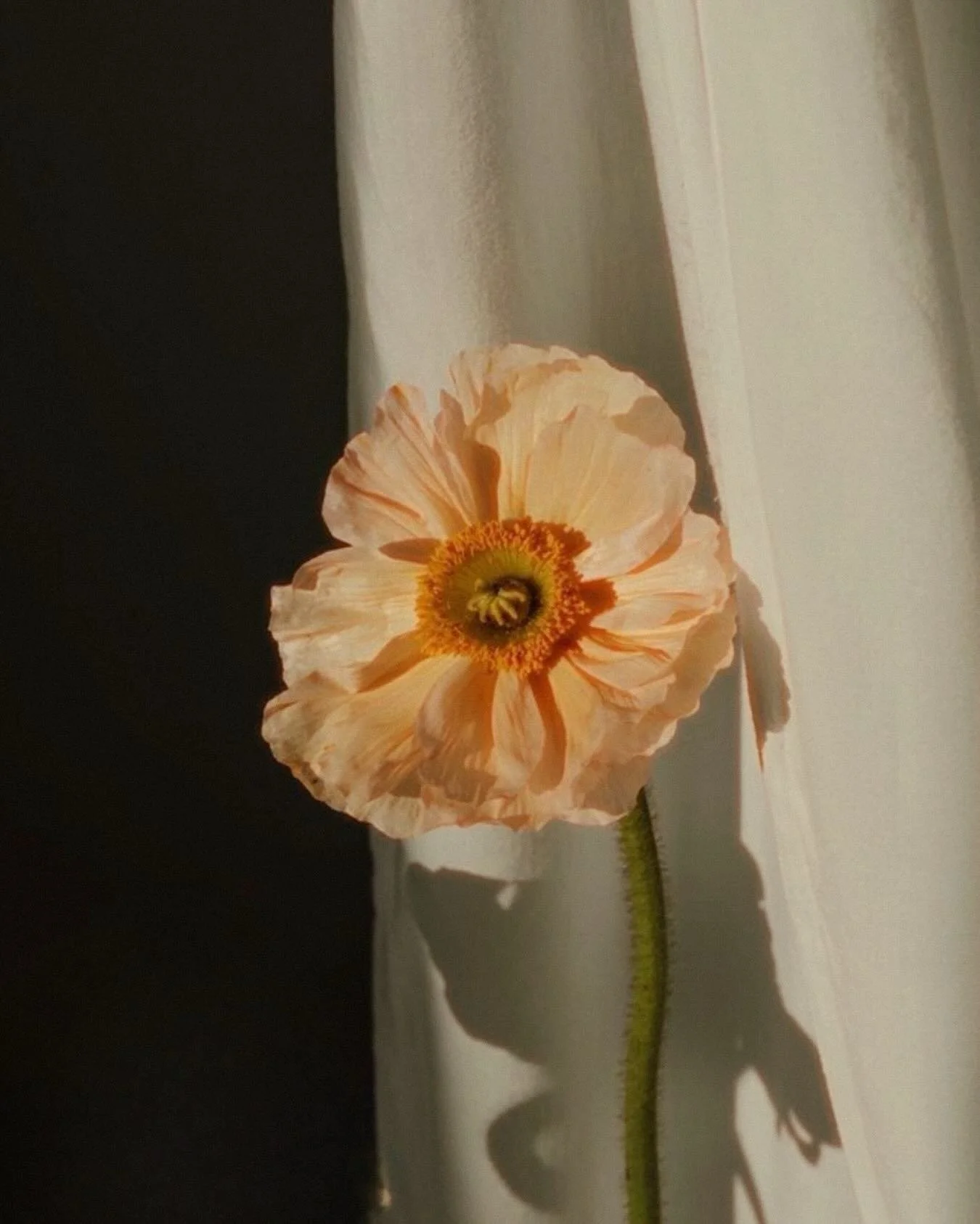 Study 006. #broncojacques