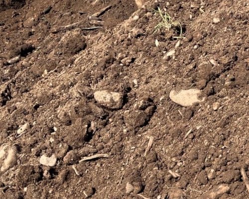 Close-up of tilled soil with small stones and a tiny green plant sprouting.