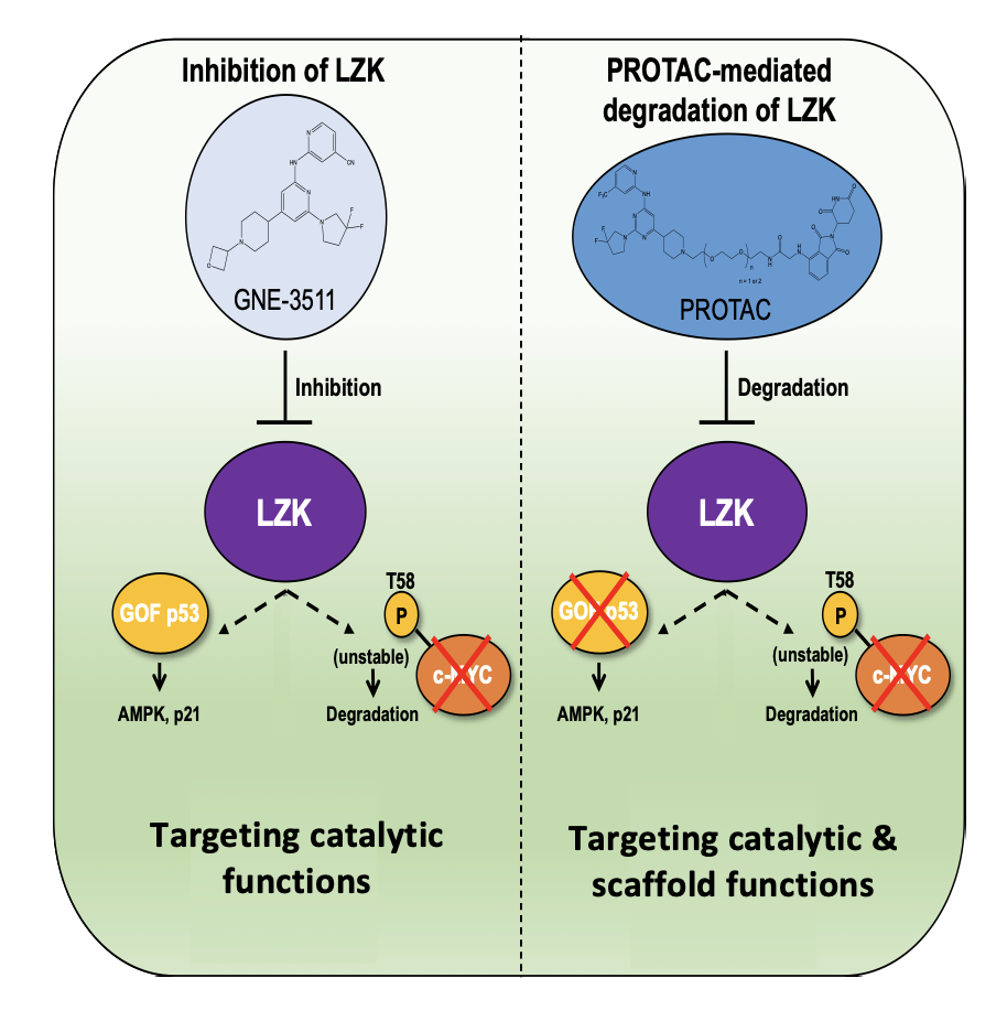 Development of Novel LZK-Targeting PROTACs for Head and Neck Cancer 