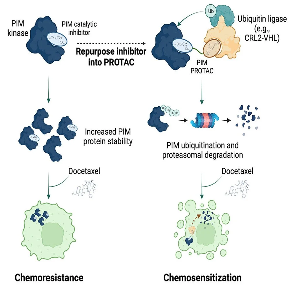 Defeating PIM kinase that promotes tumorigenesis through non-catalytic functions with PROTACs