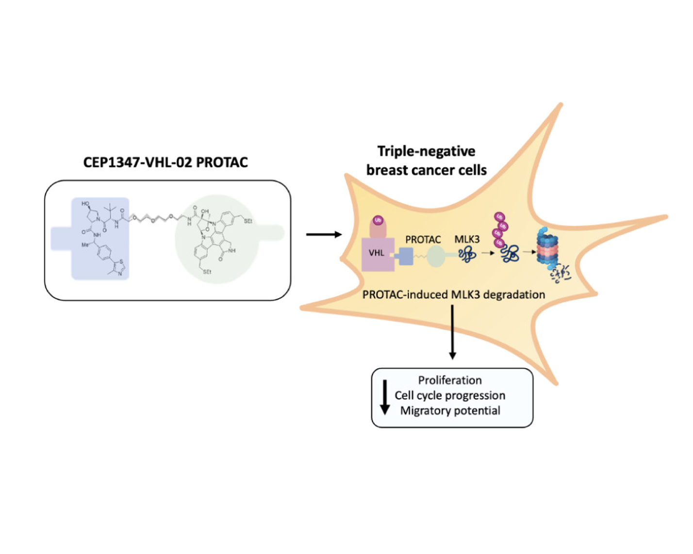 Selective Degradation of MLK3 by a Novel PROTAC Limits the Oncogenic Potential of TNBC
