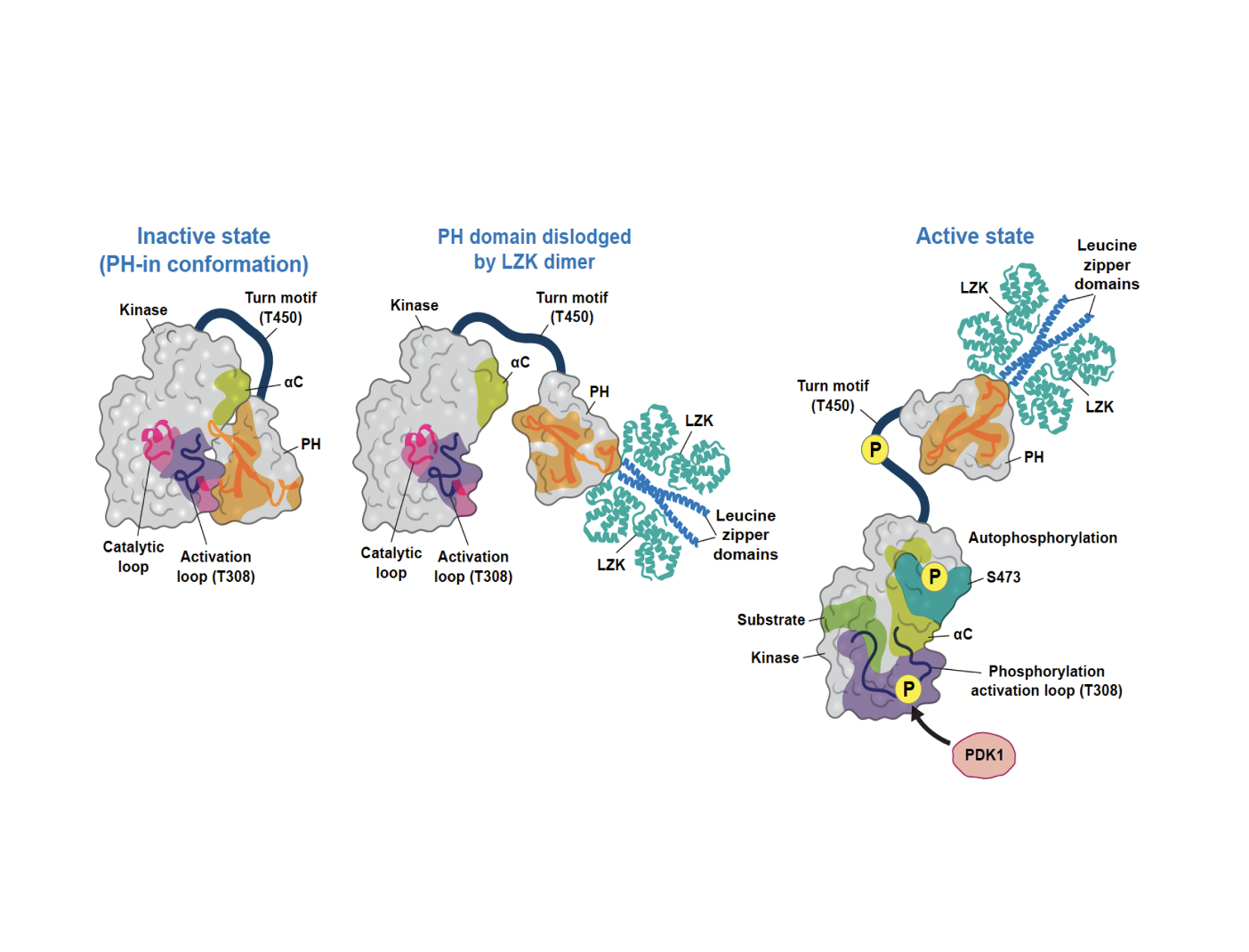 Expanding the Role of LZK: A Shared Dependency on AKT Signaling in Esophageal and Head and Neck Squamous Cell Carcinoma
