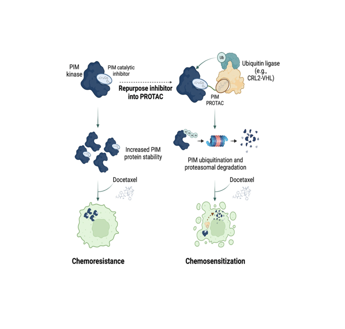 Defeating PIM kinase that promotes tumorigenesis through non-catalytic functions with PROTACs