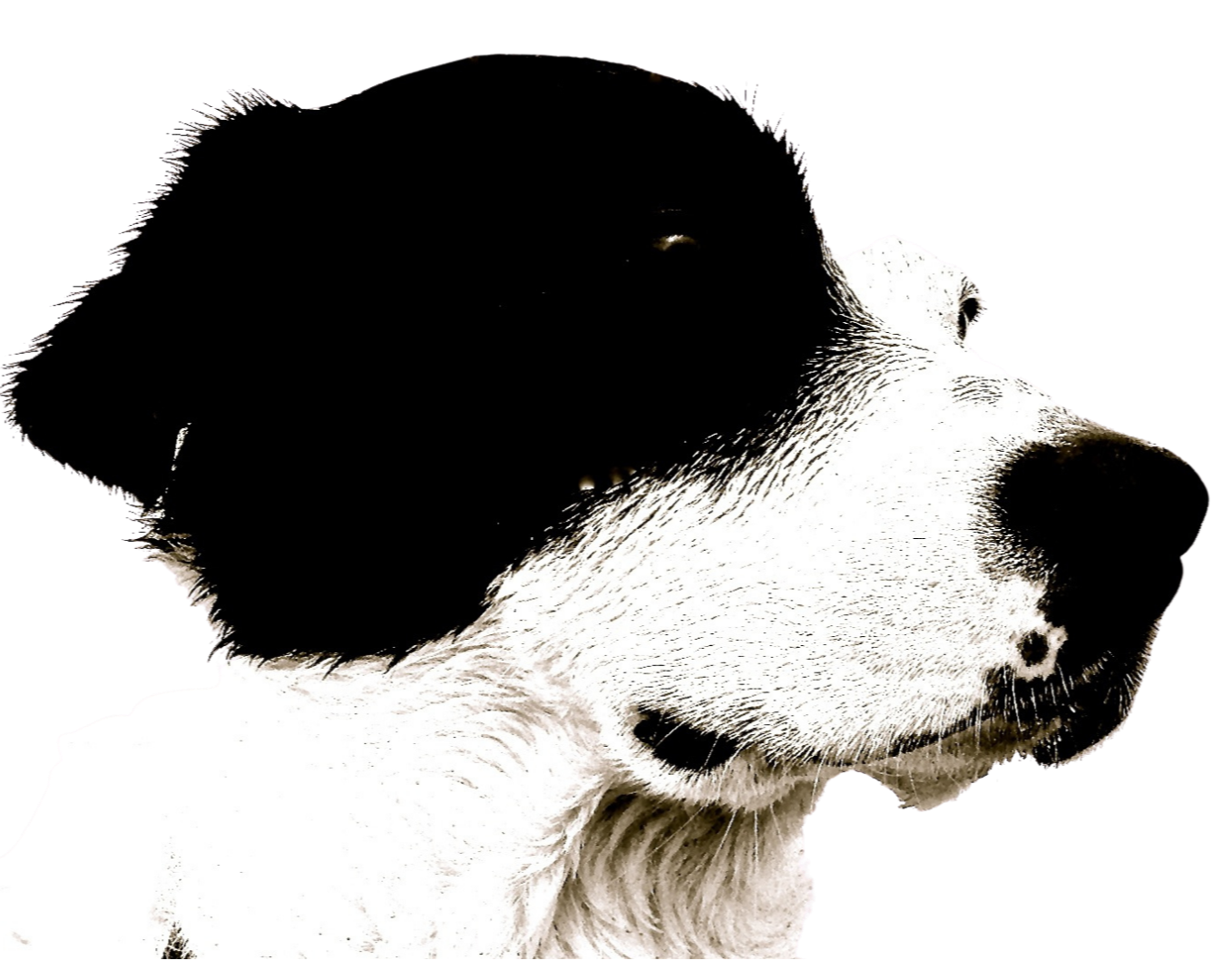 Close-up of a black and white puppy dog with one eye showing, facing to the right.