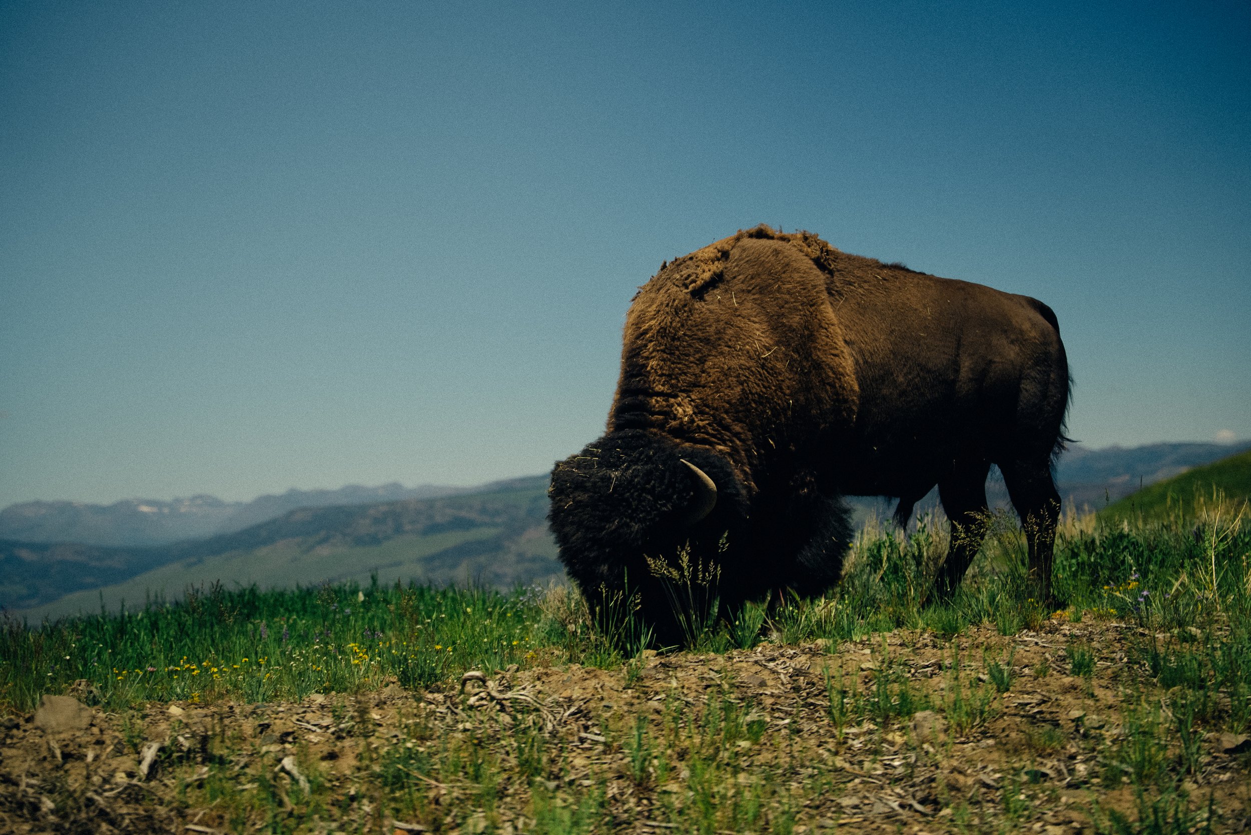 DSC01247-2.jpg