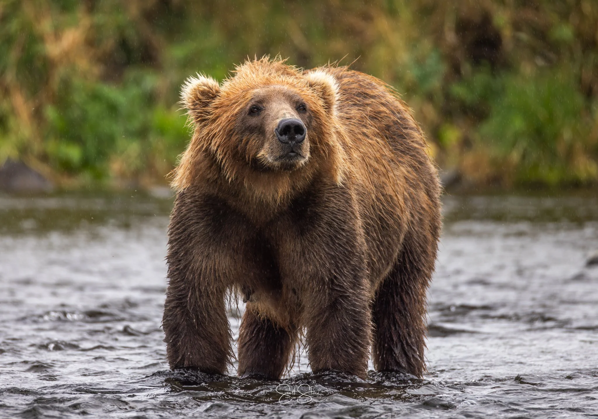 A brown bear standing in a shallow river, surrounded by green foliage, with water dripping from its fur.