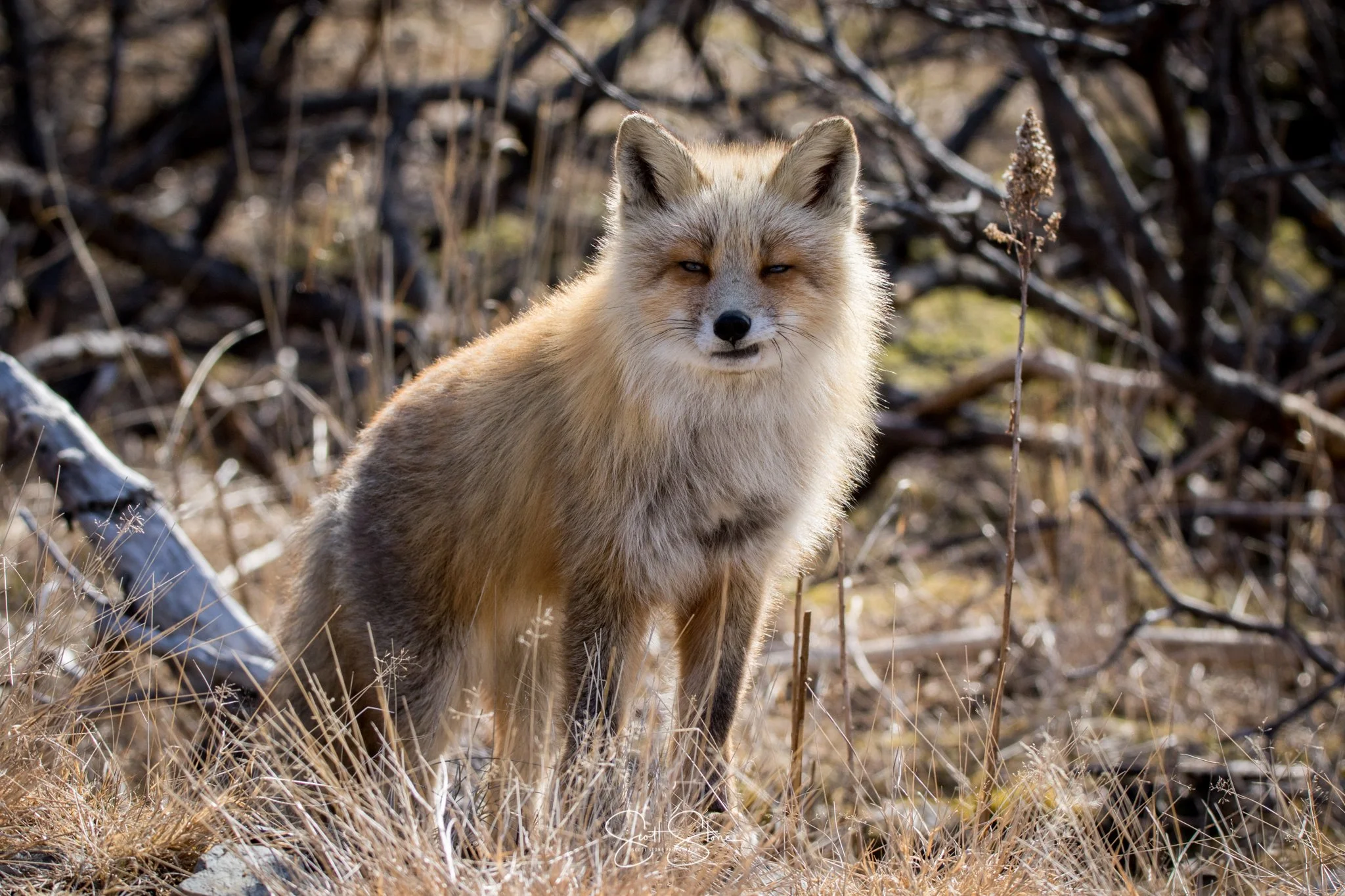 A fox standing in a dry, grassy area with leafless bushes and branches in the background.