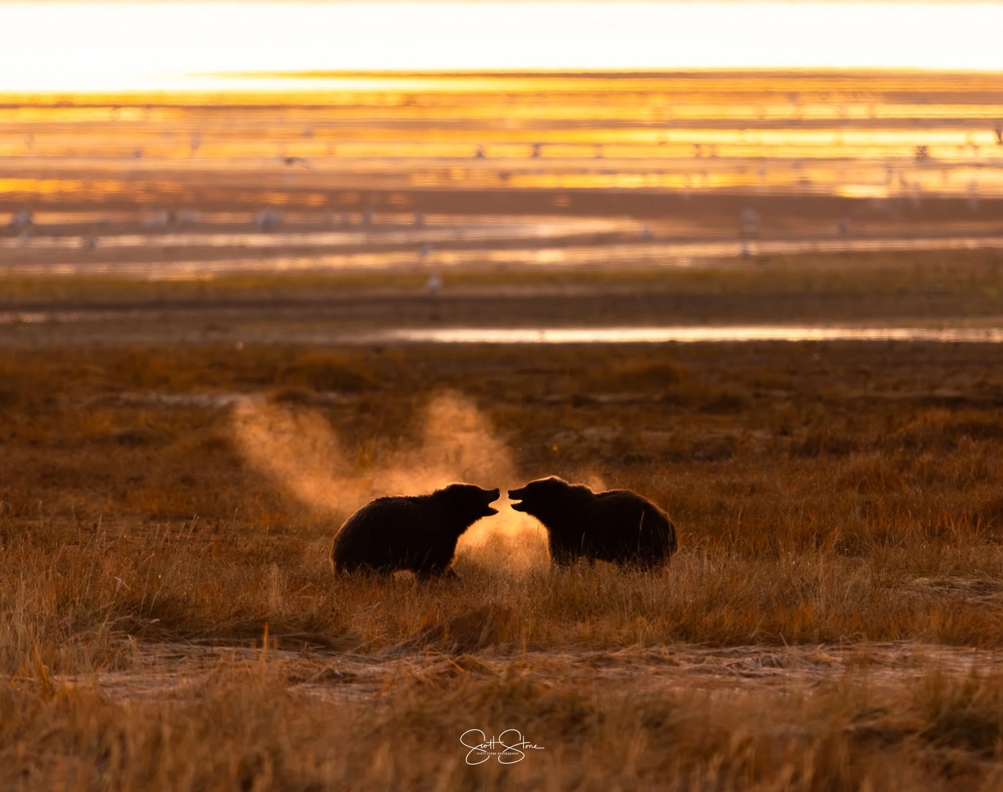 Two bears on a grassy plain at sunset, facing each other and growling, with steam or breath visible in the cool air.