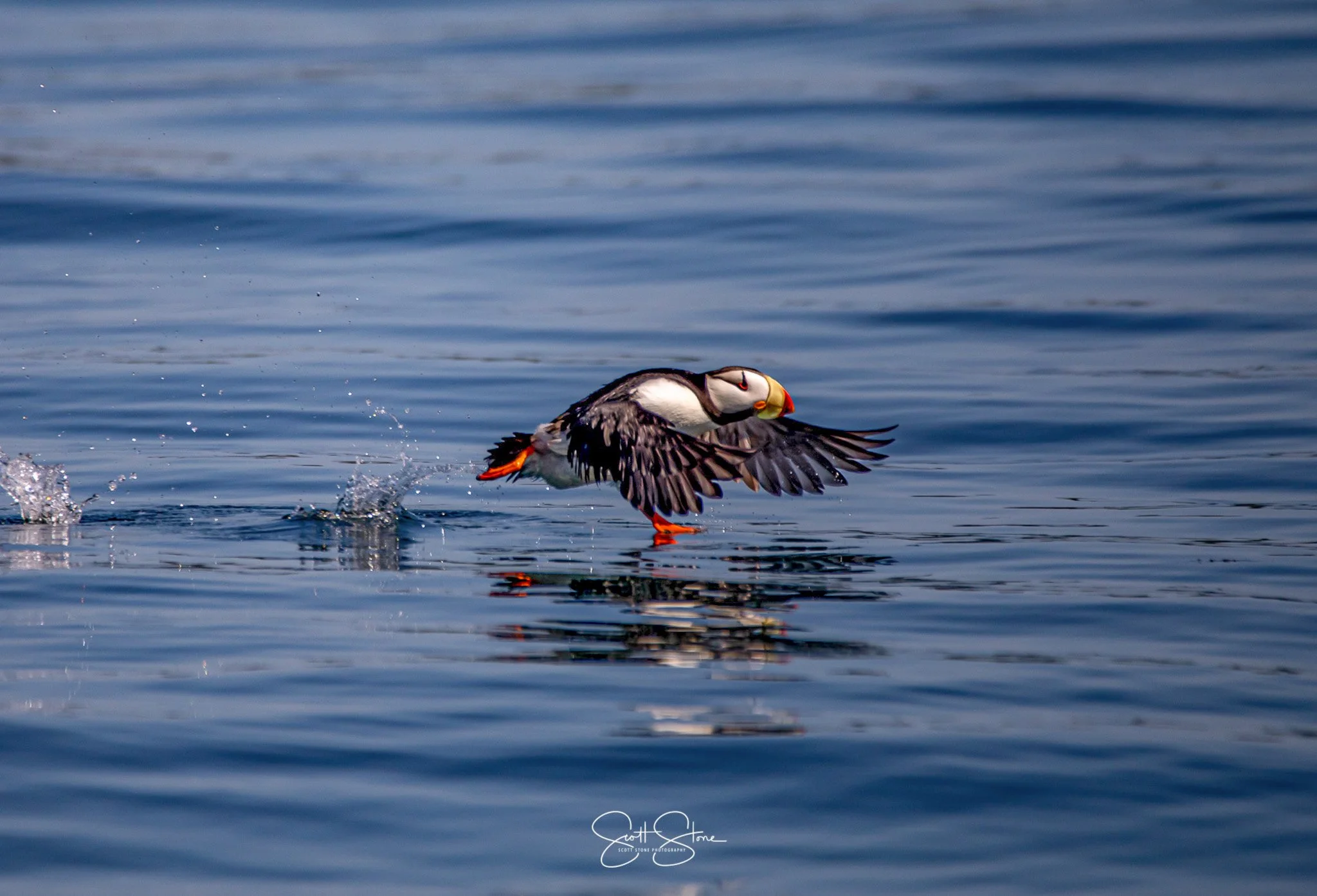 A puffin bird is flying low over a calm body of water, skimming the surface with its wings extended and feet touching the water.