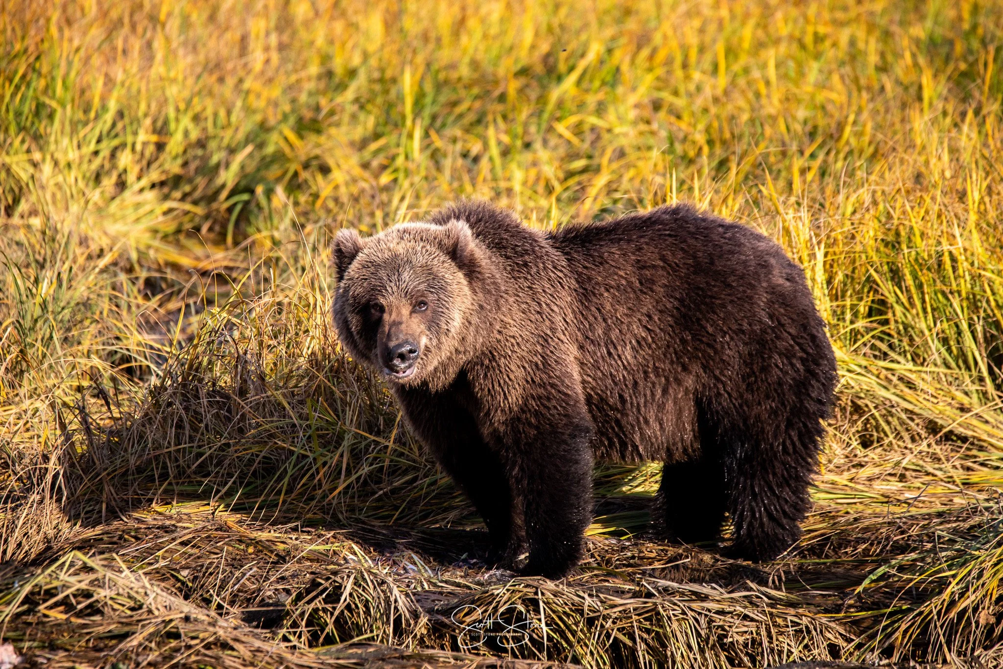 A brown bear standing among tall yellow grass in a natural setting.
