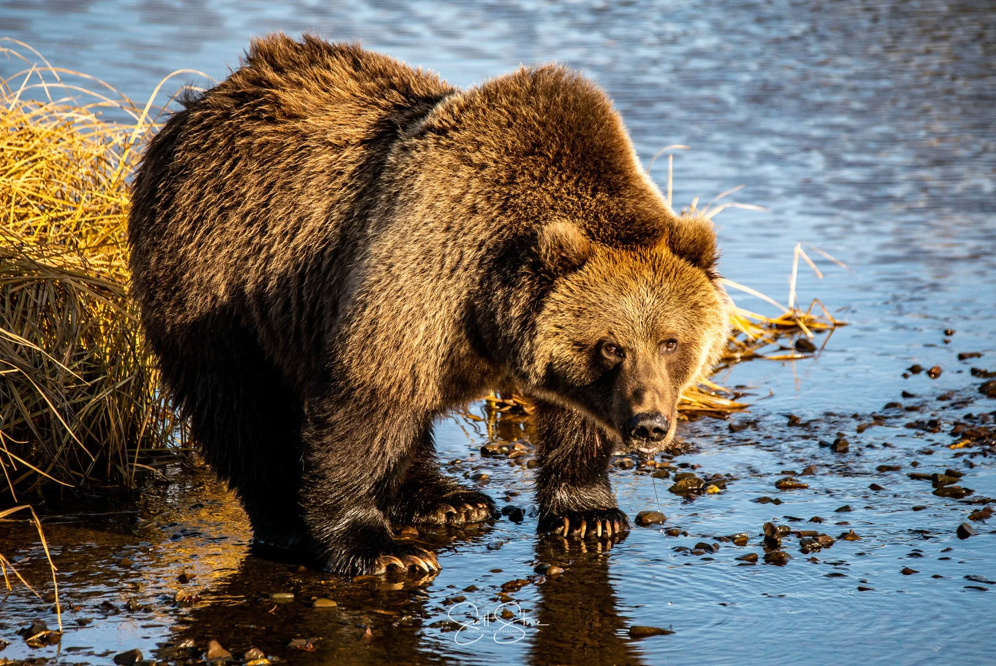 A large brown bear standing in shallow water near the shoreline with grasses, looking towards the camera.