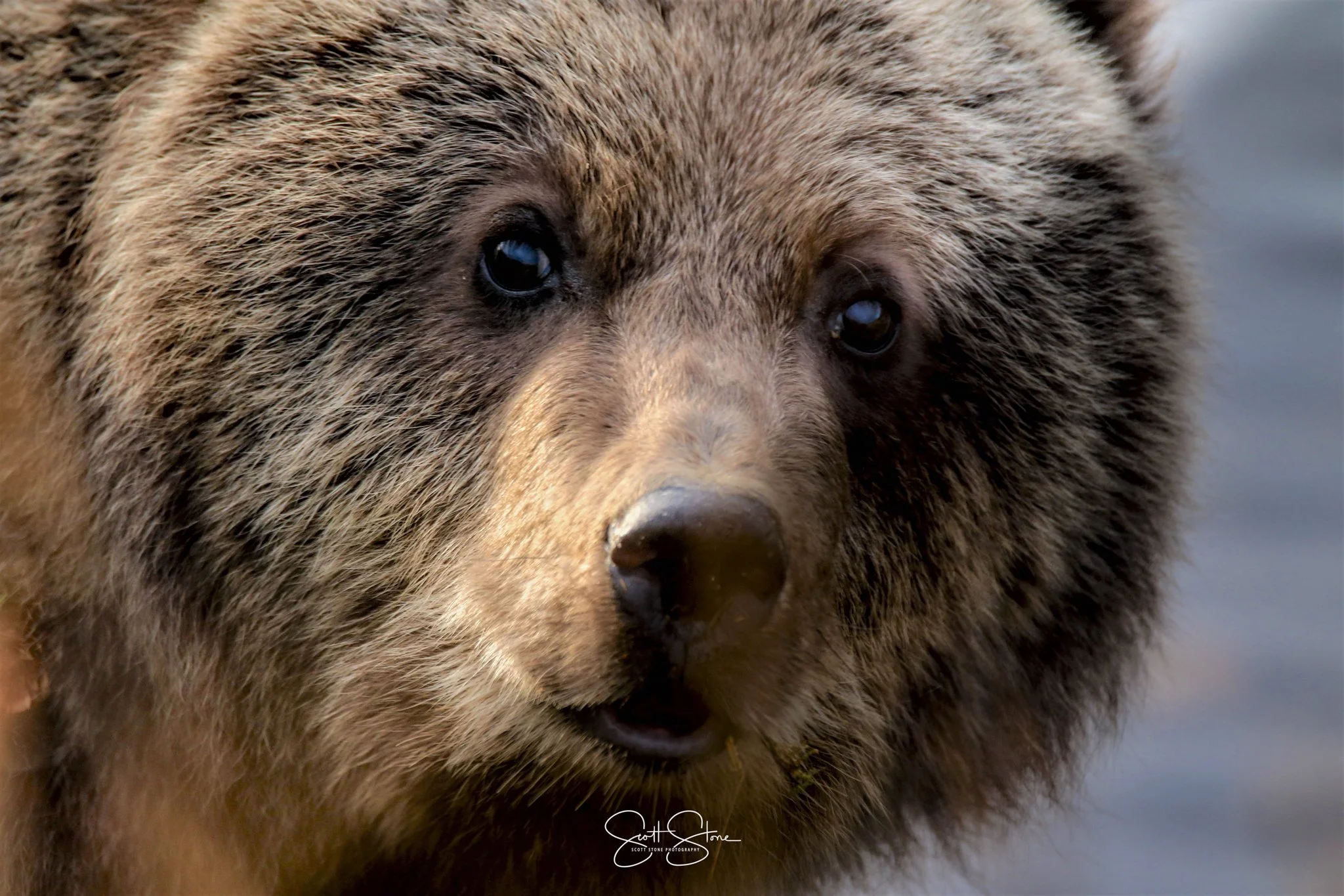 Close-up of a brown bear's face with wet nose and dark eyes