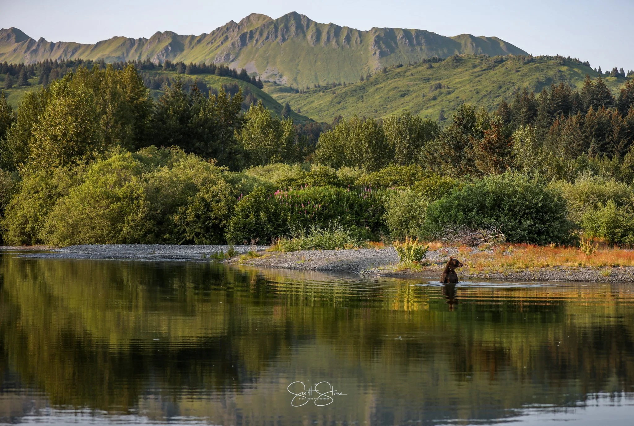 A brown bear standing in a river with lush green trees and mountains in the background.