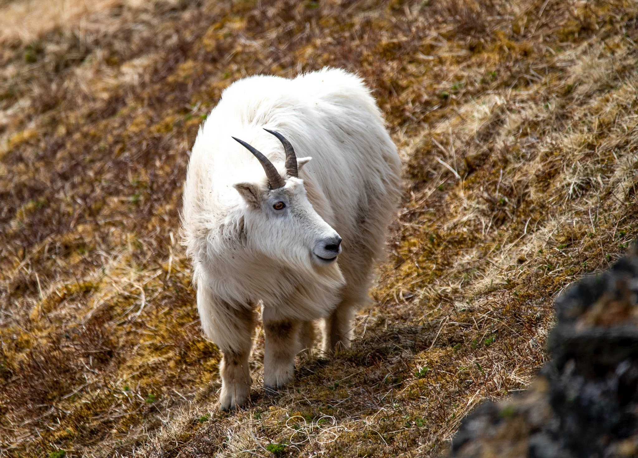 A white goat with long, curved black horns standing on a grassy hillside.