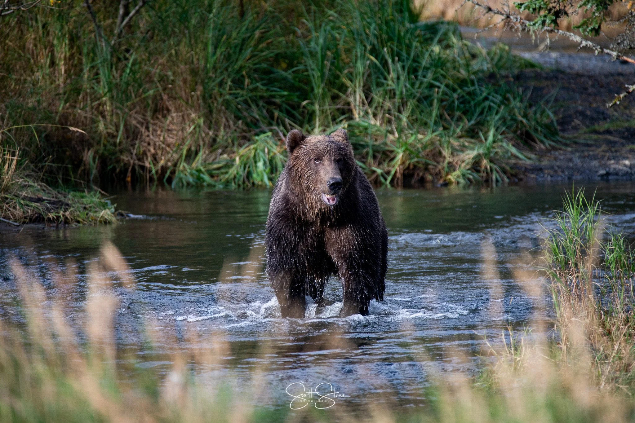 A brown bear standing in a shallow river with greenery and tall plants surrounding it.