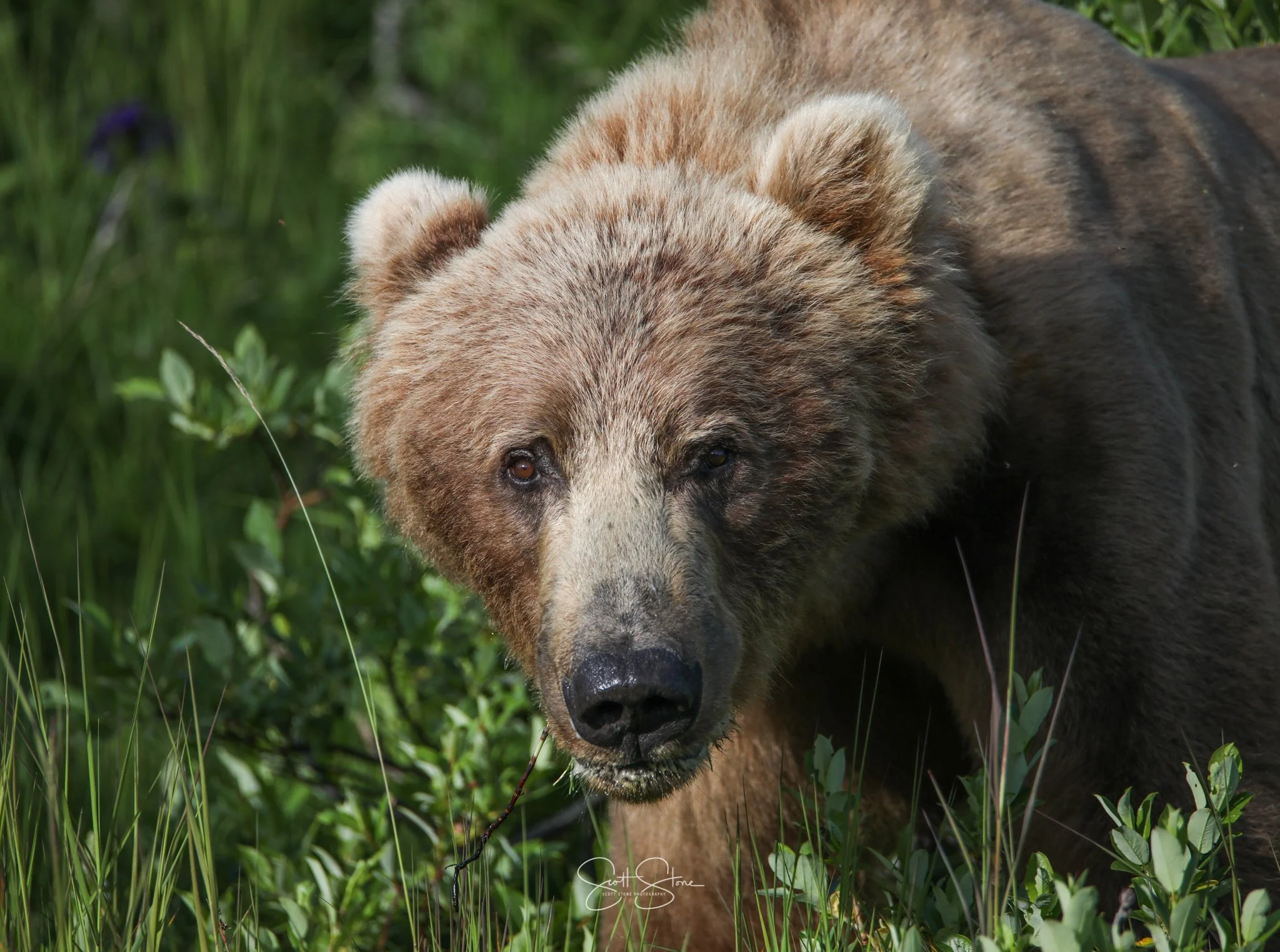 Close-up of a brown bear in a grassy area.