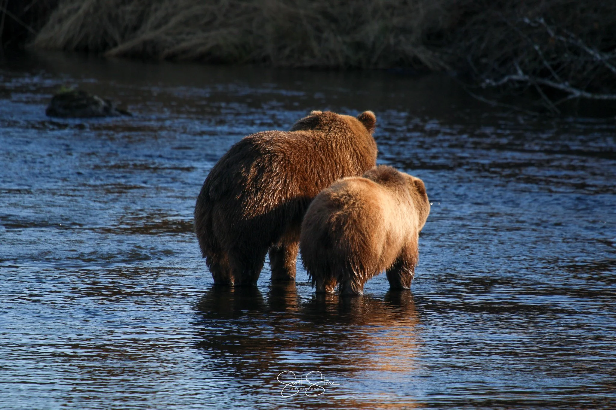Two brown bears standing in a river, with one larger bear and one smaller bear, possibly a mother and cub, facing away from the camera.