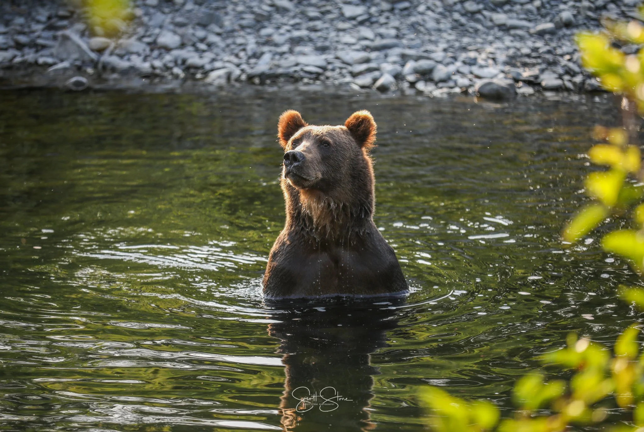 A bear standing in a river surrounded by greenery and rocks.