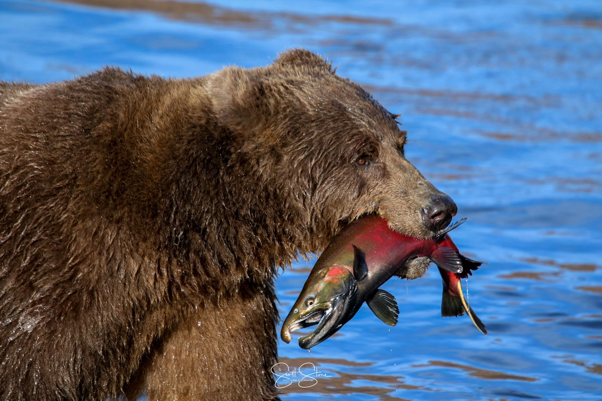 A brown bear standing in water with a fish in its mouth.