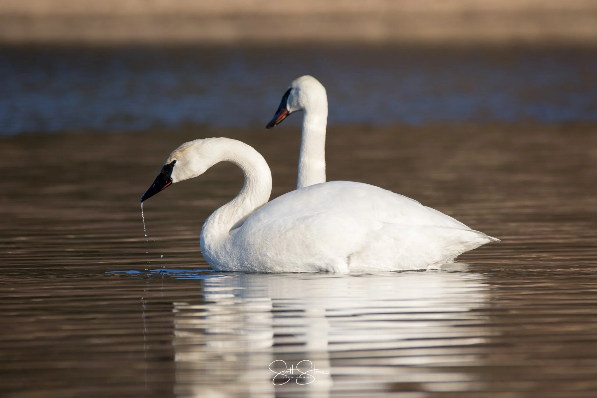 Two white swans swimming in a body of water, one with a droplet of water dripping from its beak.