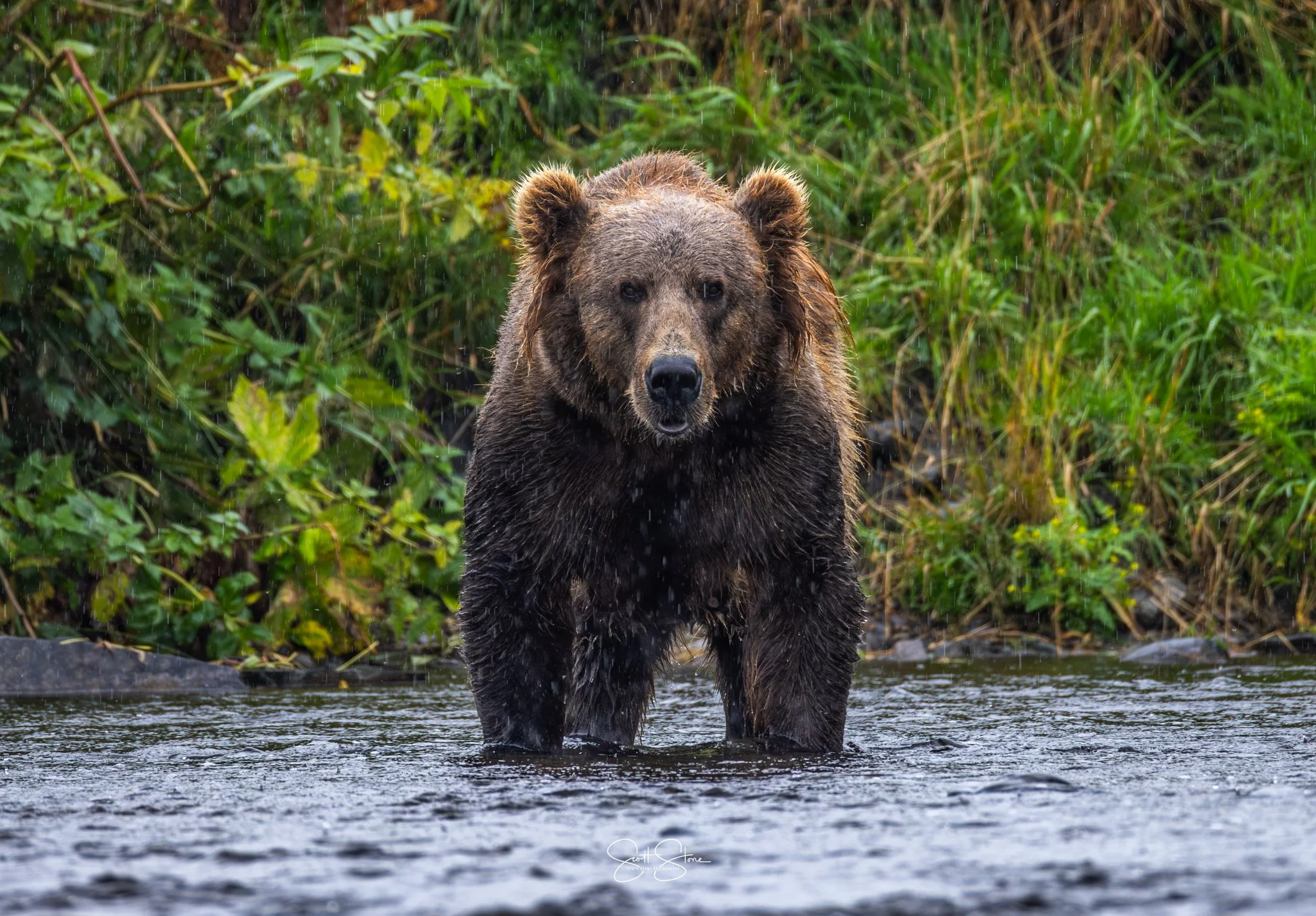 A brown bear standing in a shallow river surrounded by green foliage.