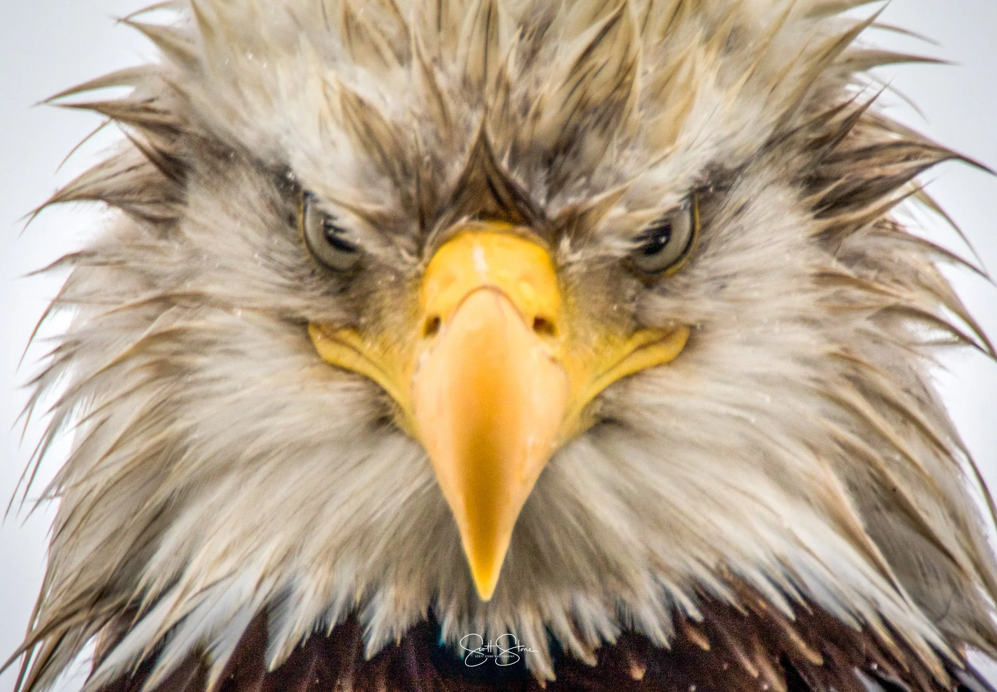 Close-up of a bald eagle's face showing intense eyes, sharp yellow beak, and wet feathers.