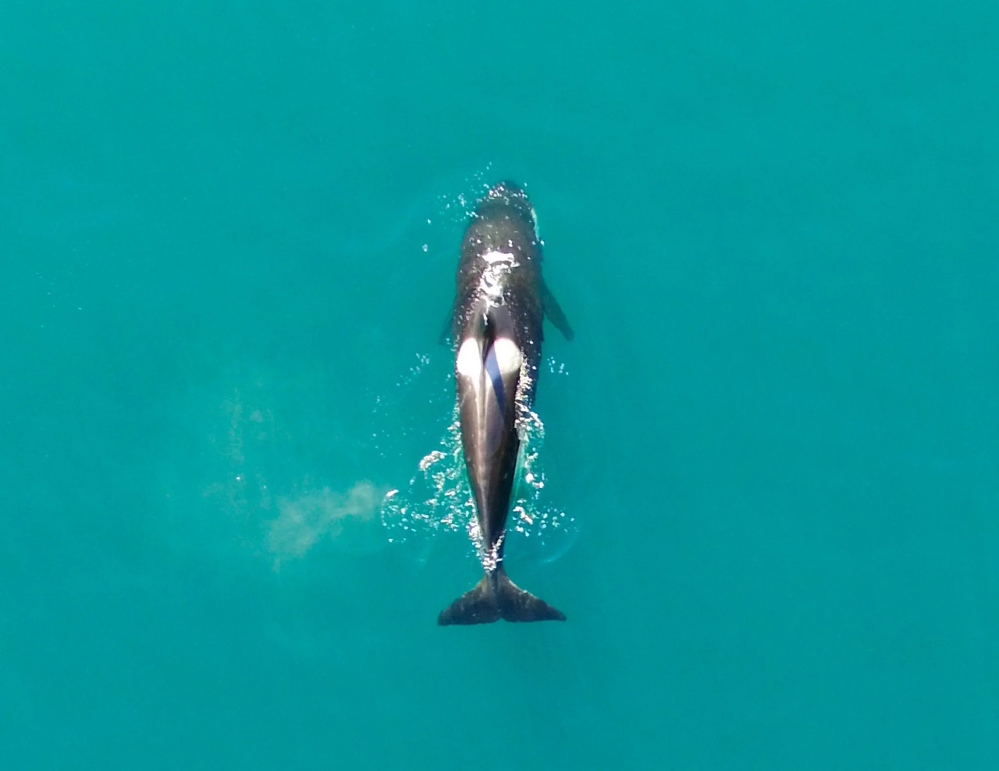 A dolphin swimming in the ocean seen from above.