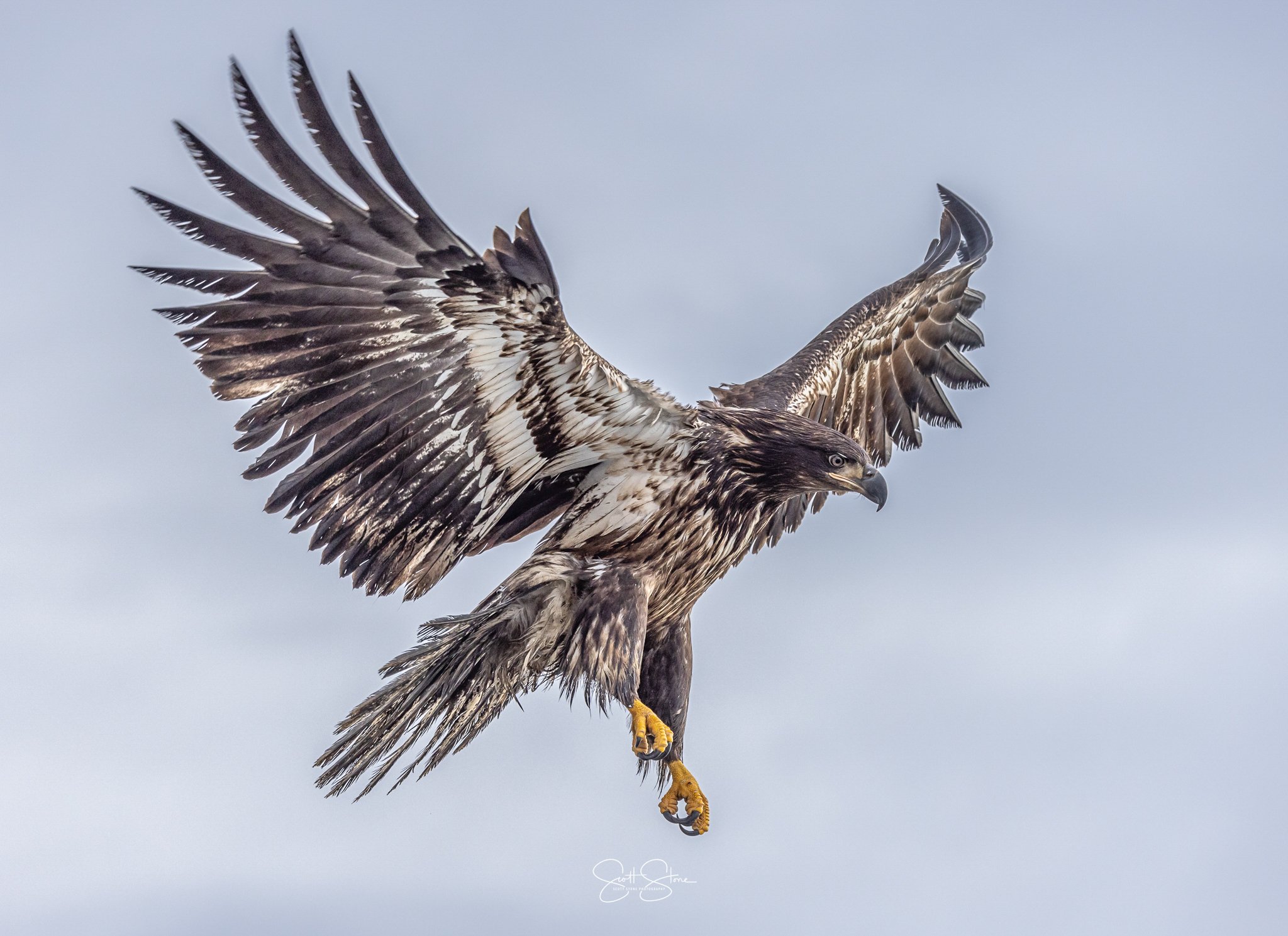 Bald eagle with wings spread flying in the sky with cloudy background.