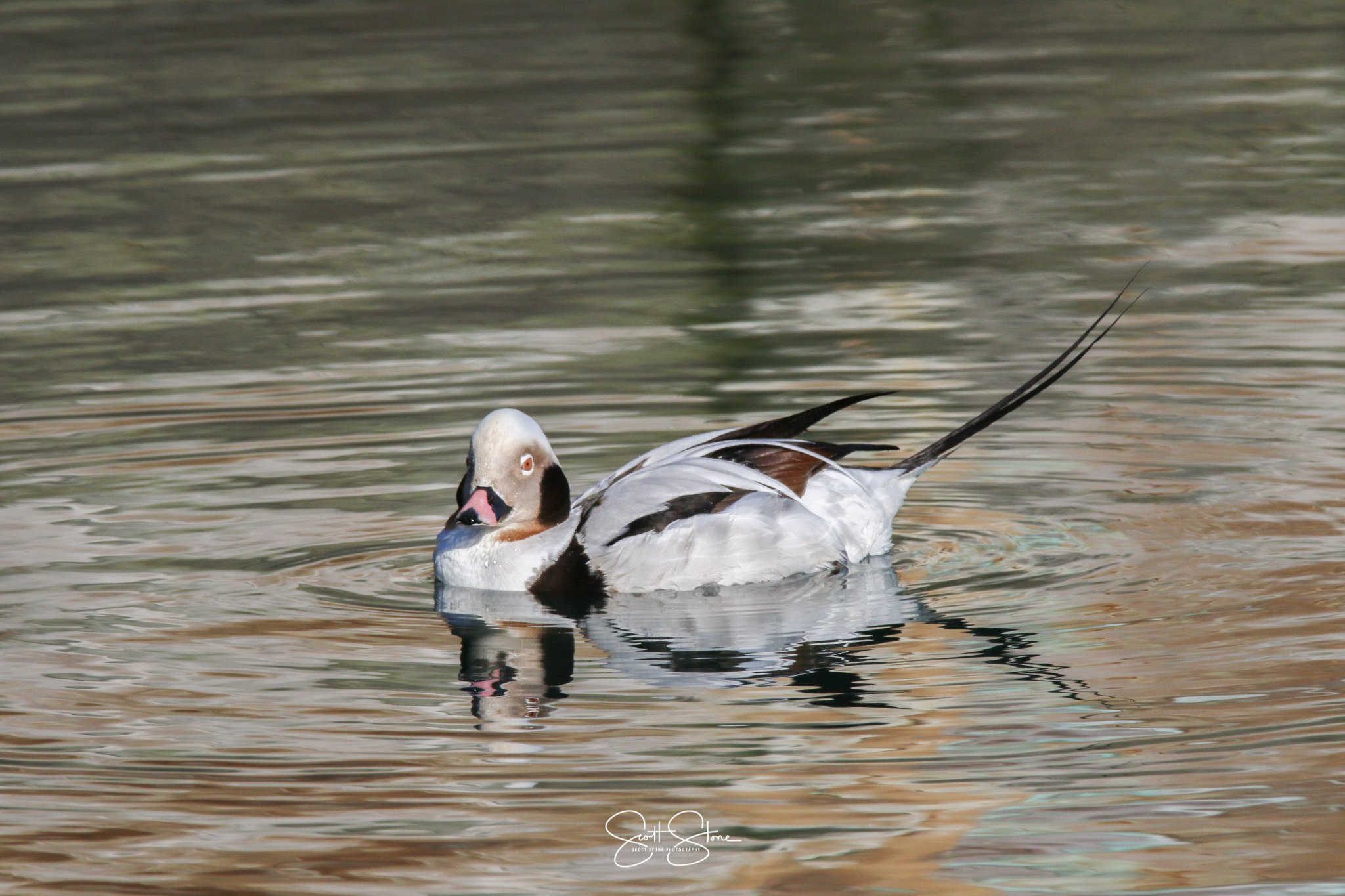 A long-tailed duck swimming in water with ripples.