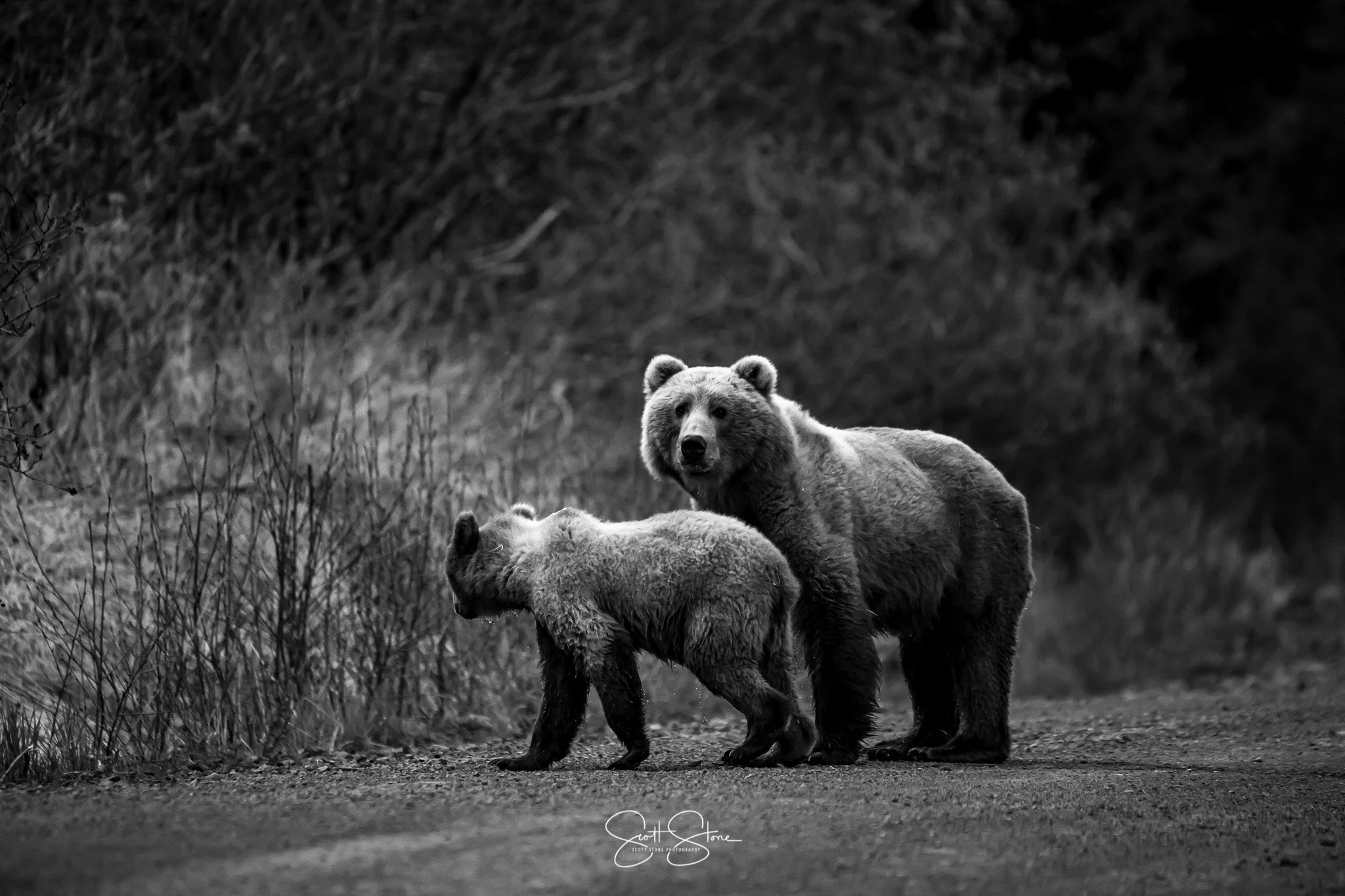 Two bears walking on a dirt path in a natural environment, with trees and shrubs in the background, depicted in black and white.