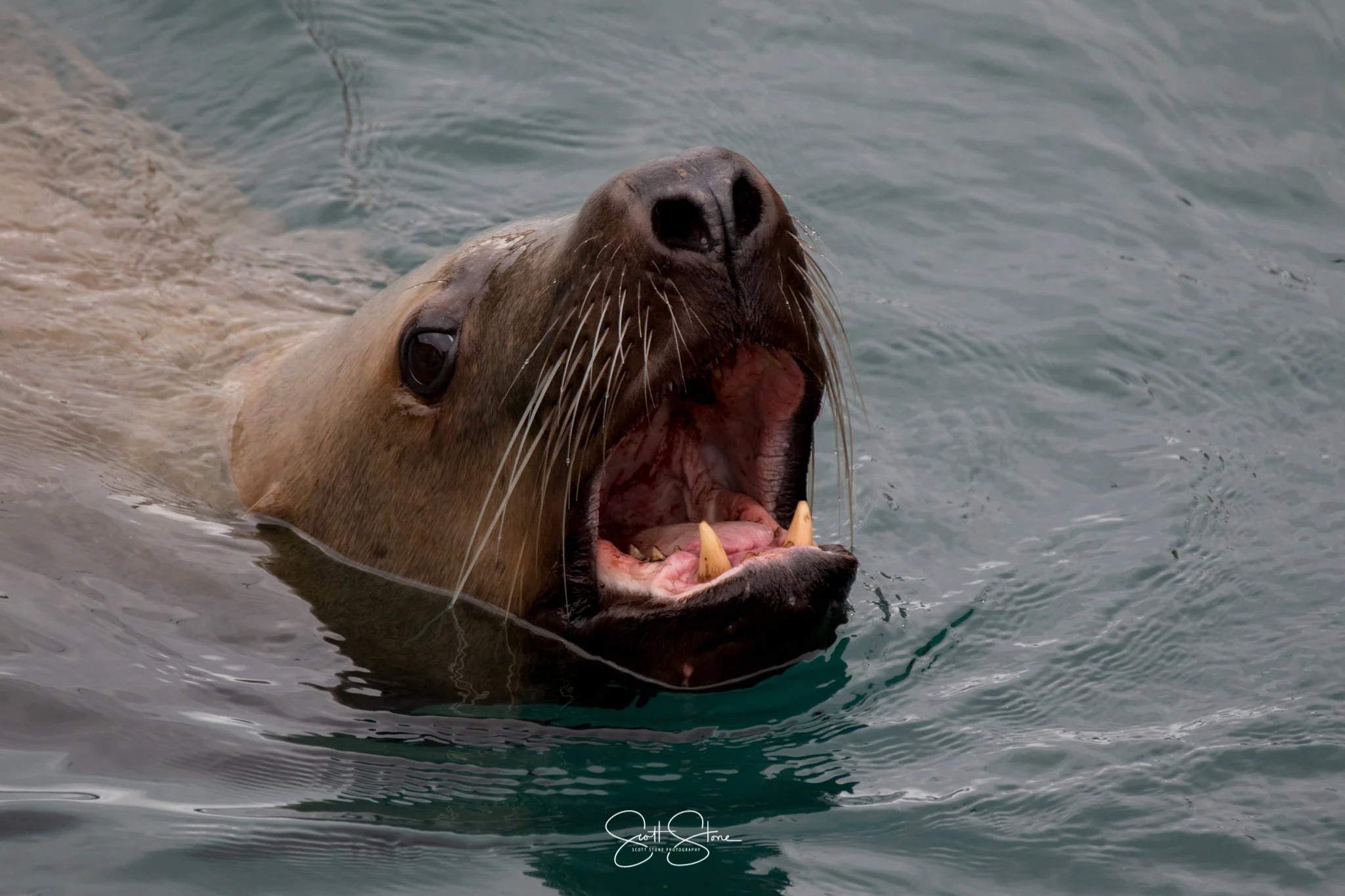 Close-up of a sea lion with its head above water, mouth open showing sharp teeth, and whiskers visible.