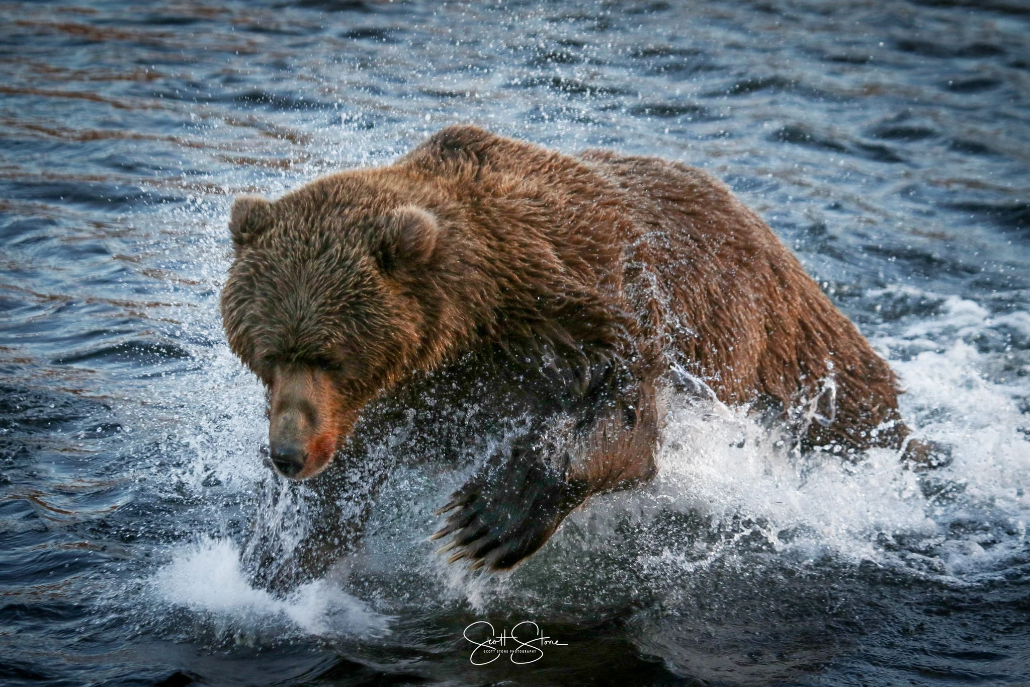 A brown bear splashing water while walking through a body of water.