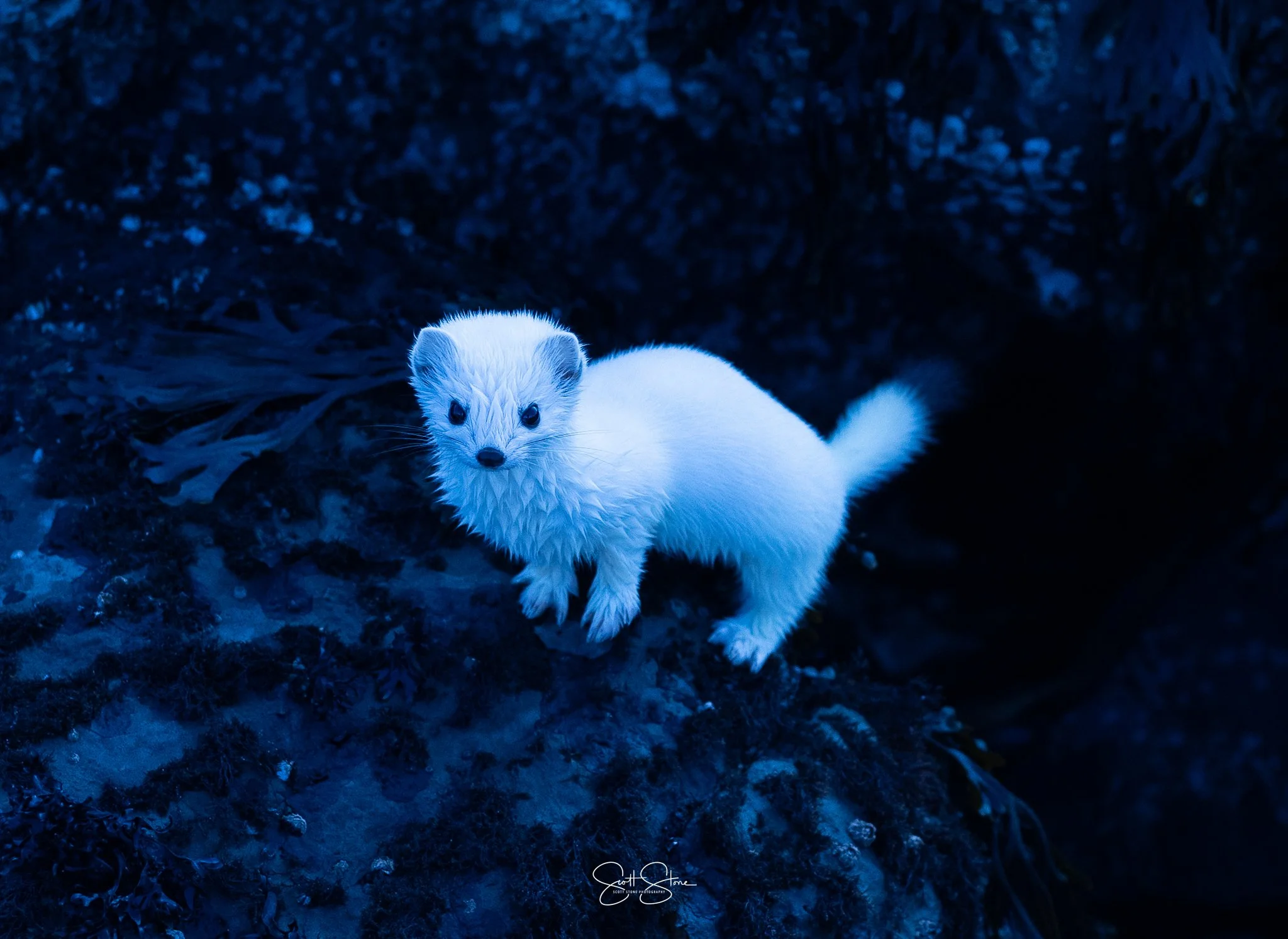 A white ferret with wet fur standing on dark rocky ground, illuminated with blue lighting.