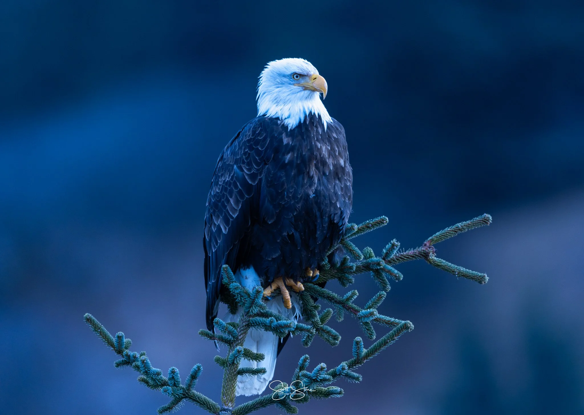 A bald eagle perched on a branch of a conifer tree with a dark, blurred background.
