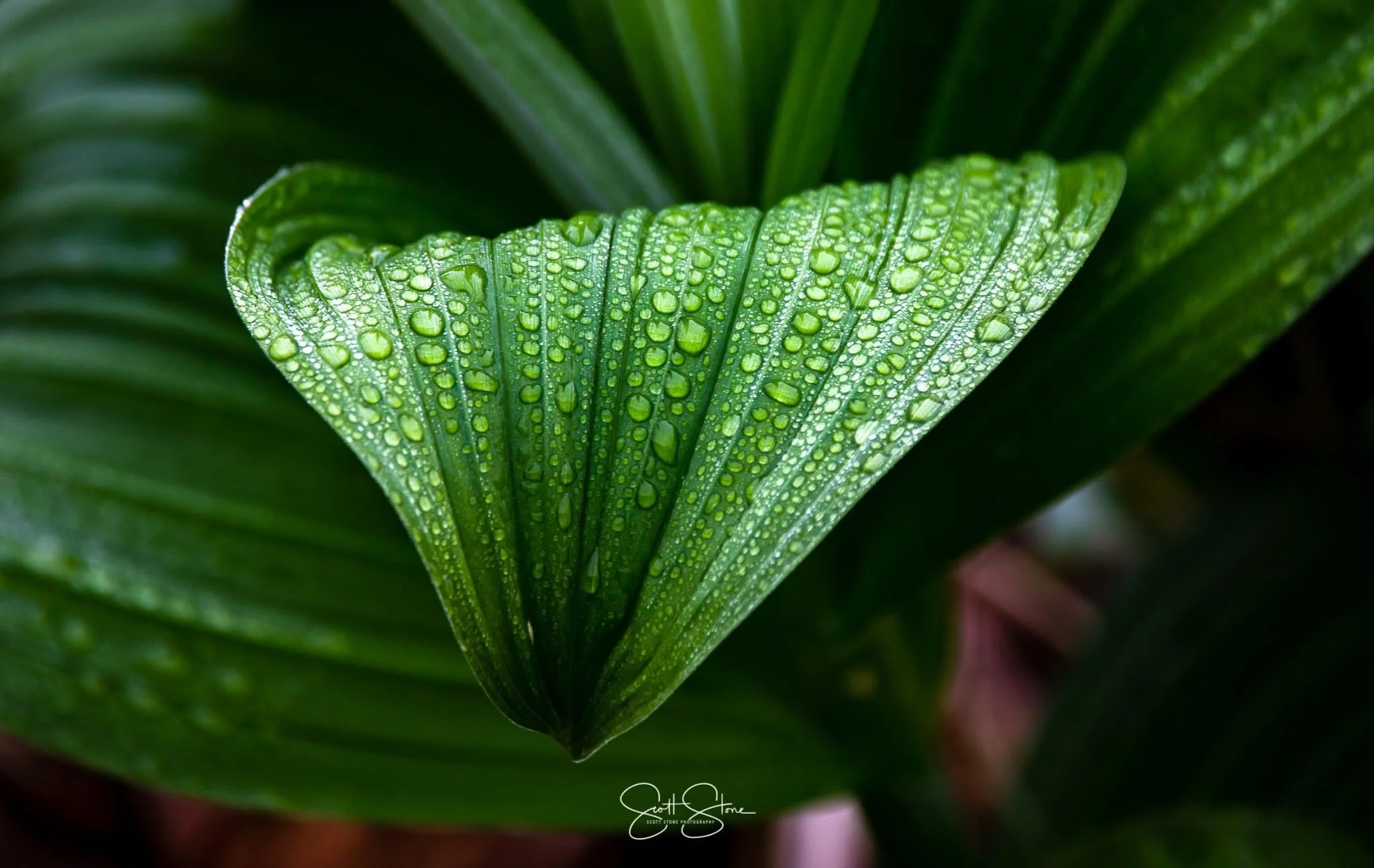 Close-up of a green tropical leaf with water droplets on it.