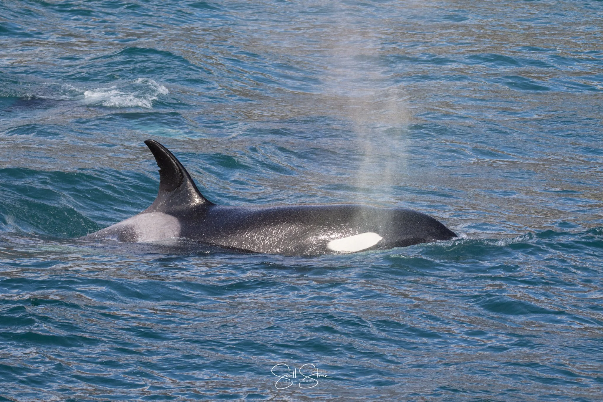 An orca whale breaching out of the ocean water, showing its dorsal fin and part of its body.